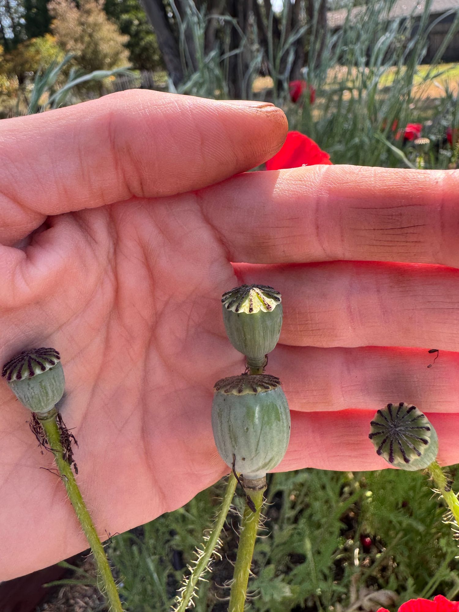 PAPAVER