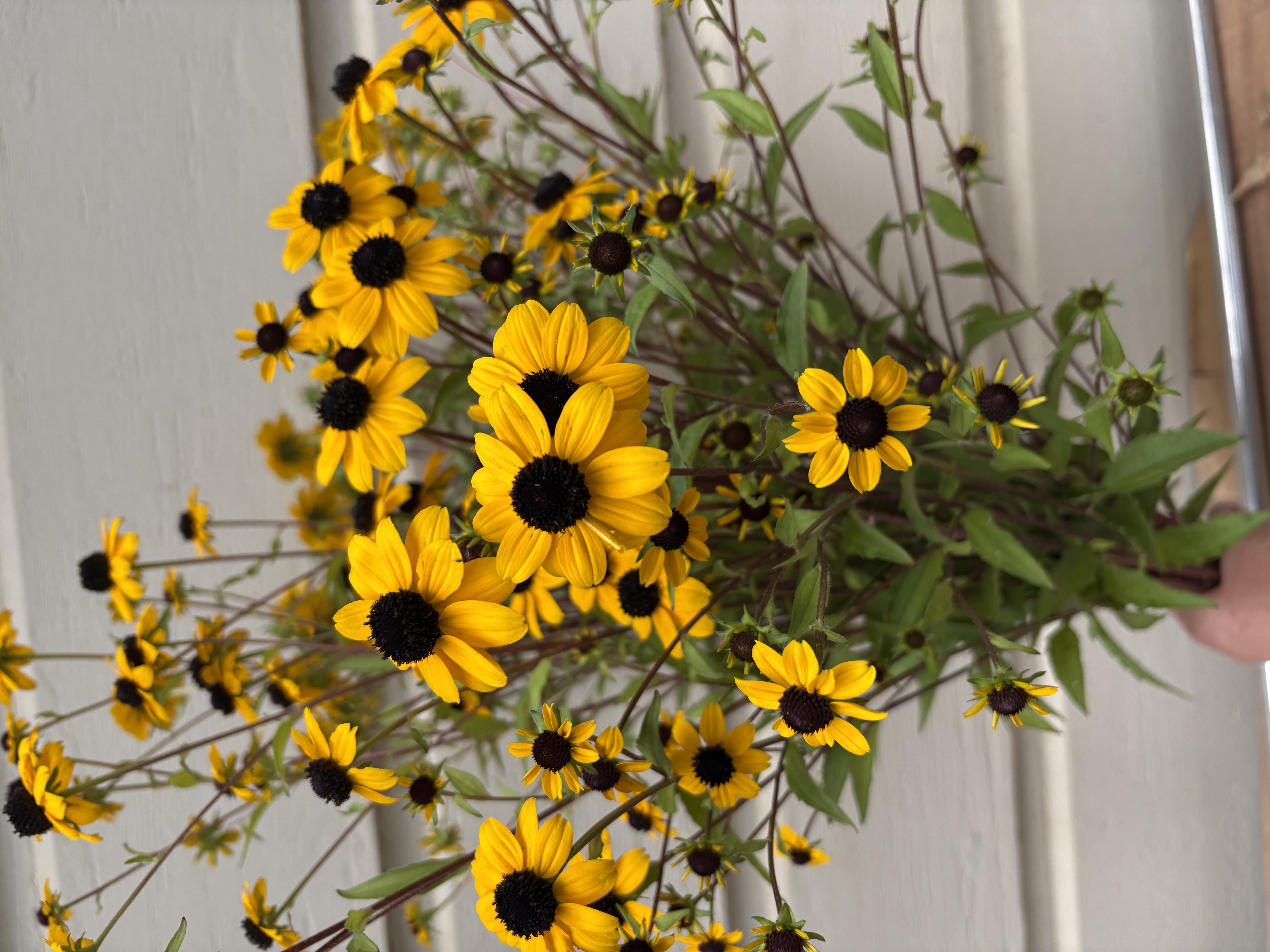 RUDBECKIA triloba