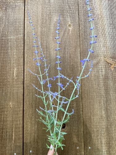 PEROVSKIA atriplicifolia