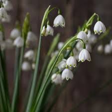 LEUCOJUM aestivum Gravetye Giant