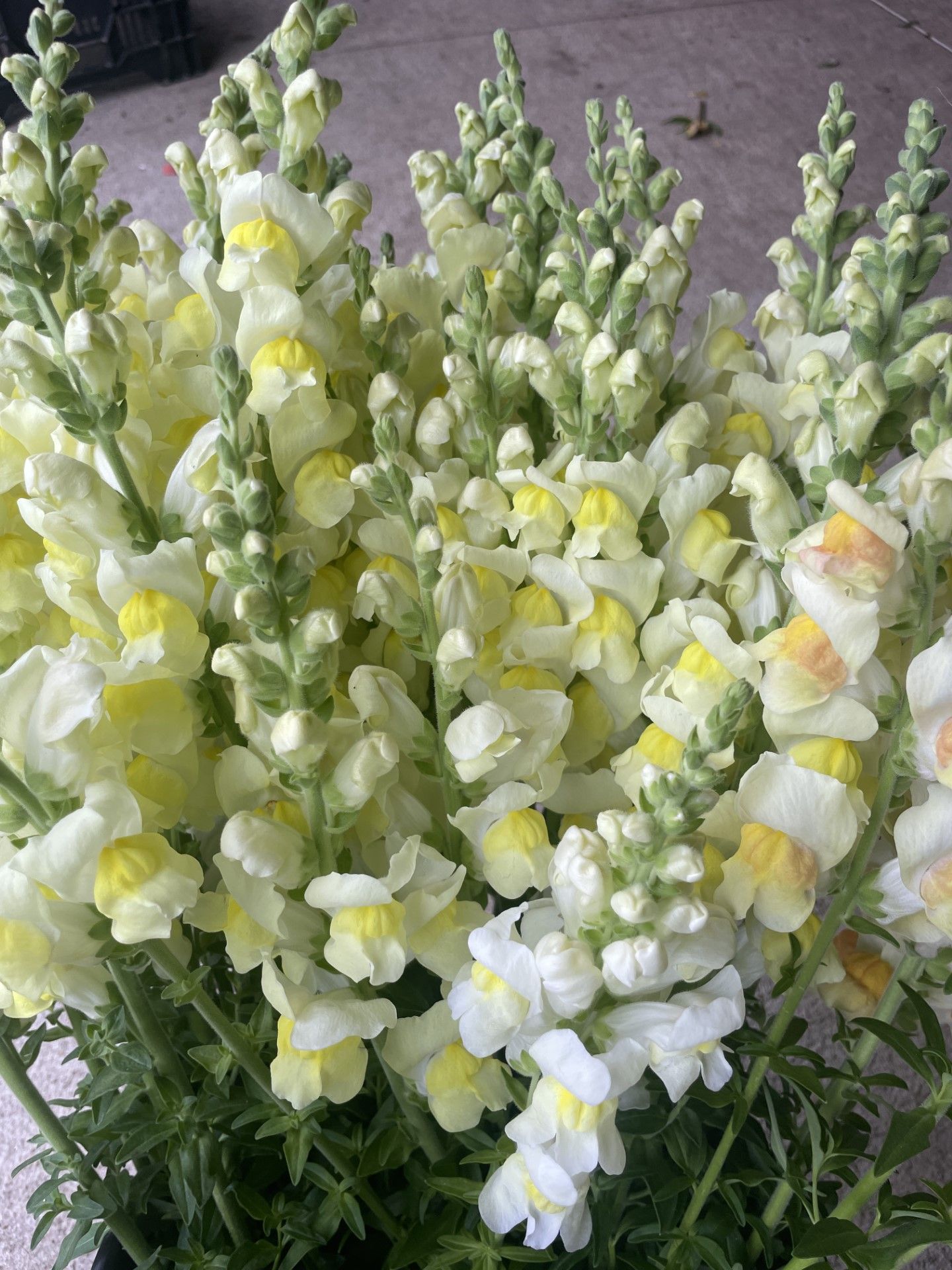 ANTIRRHINUM majus Orleans Early Lemon Yellow