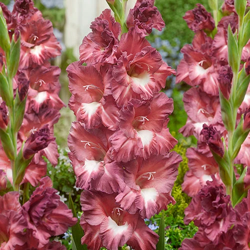 GLADIOLUS