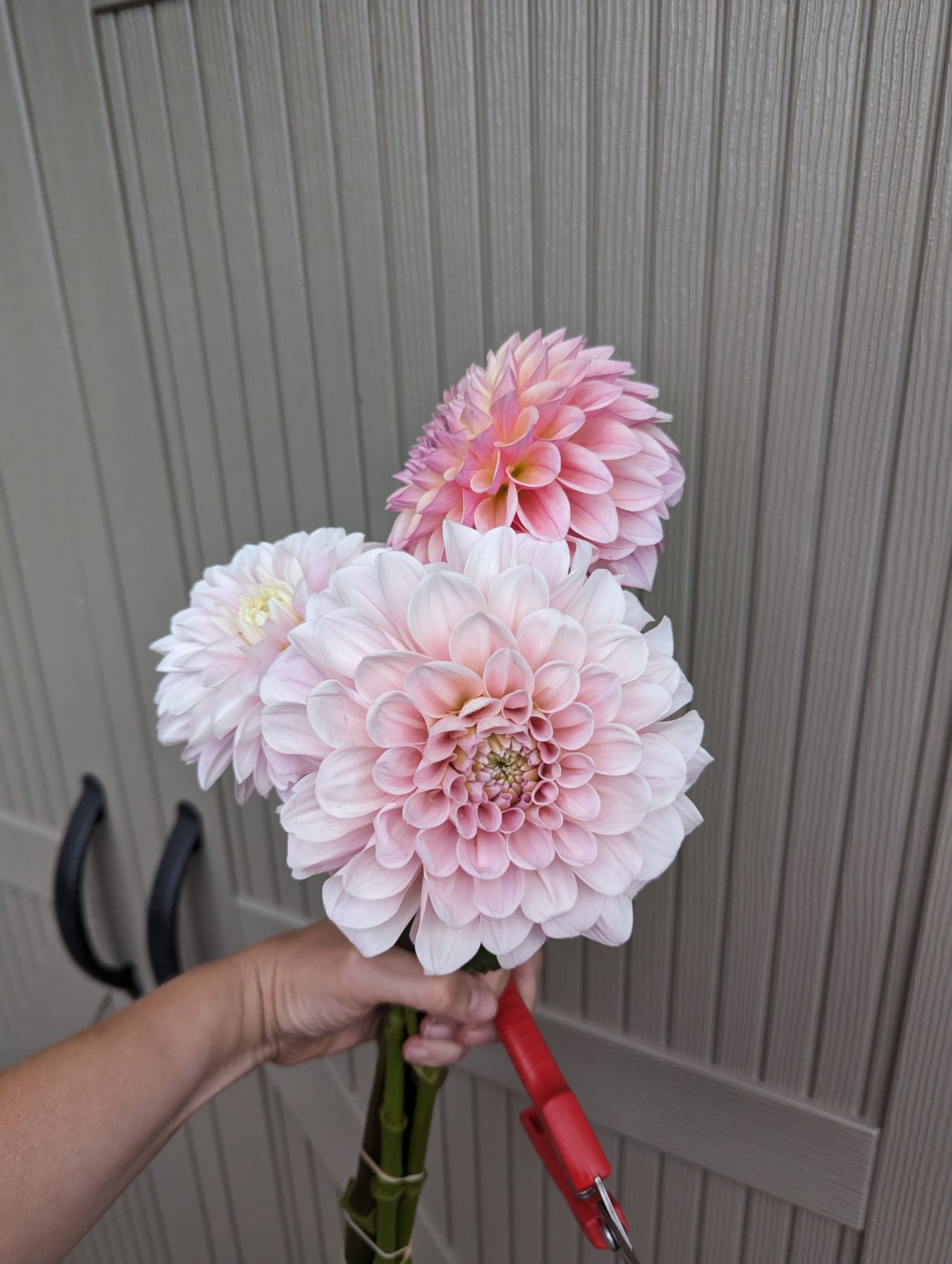 DAHLIA Decorative