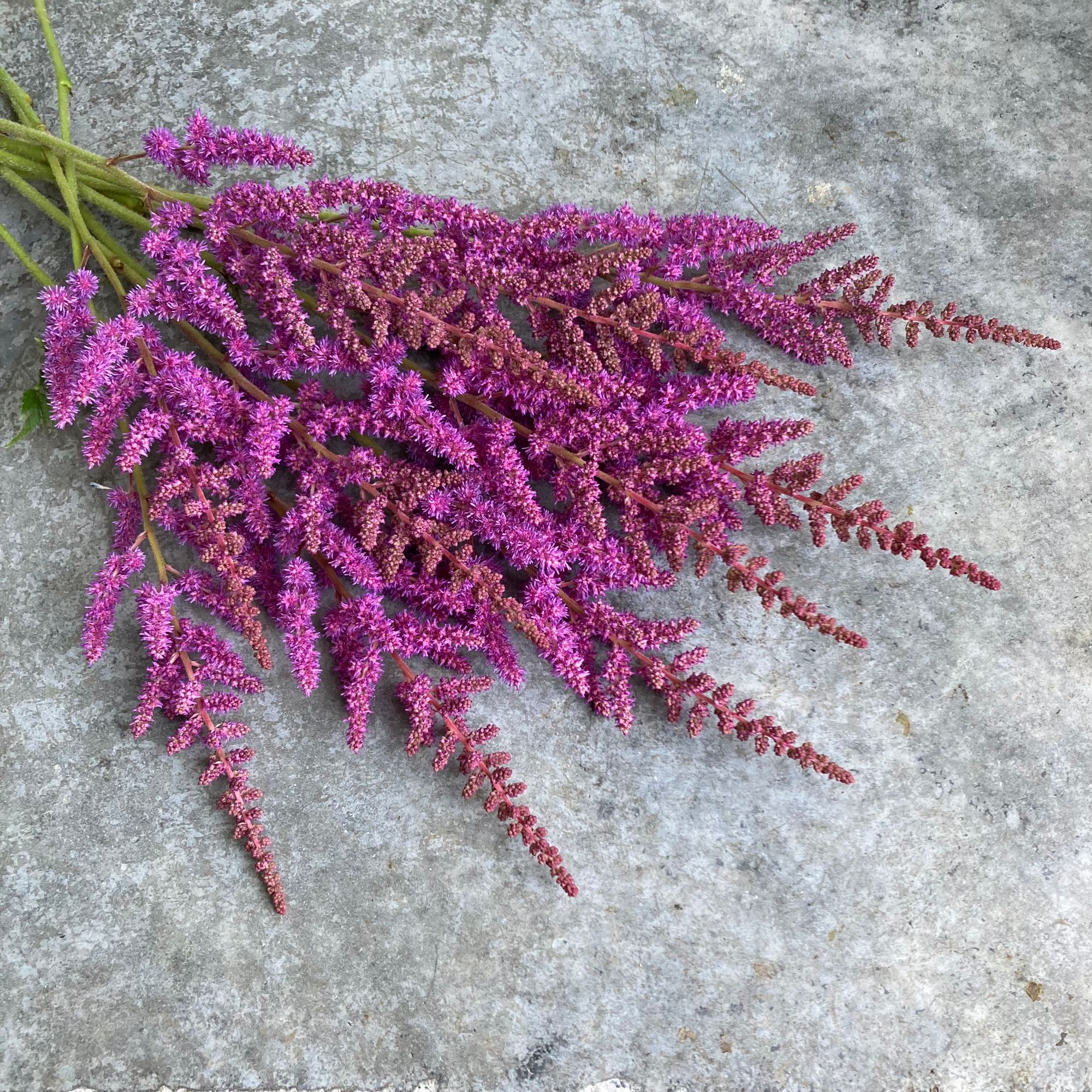 ASTILBE japonica