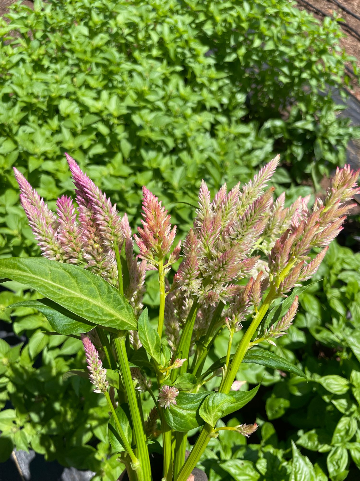 CELOSIA argentea var. plumosa
