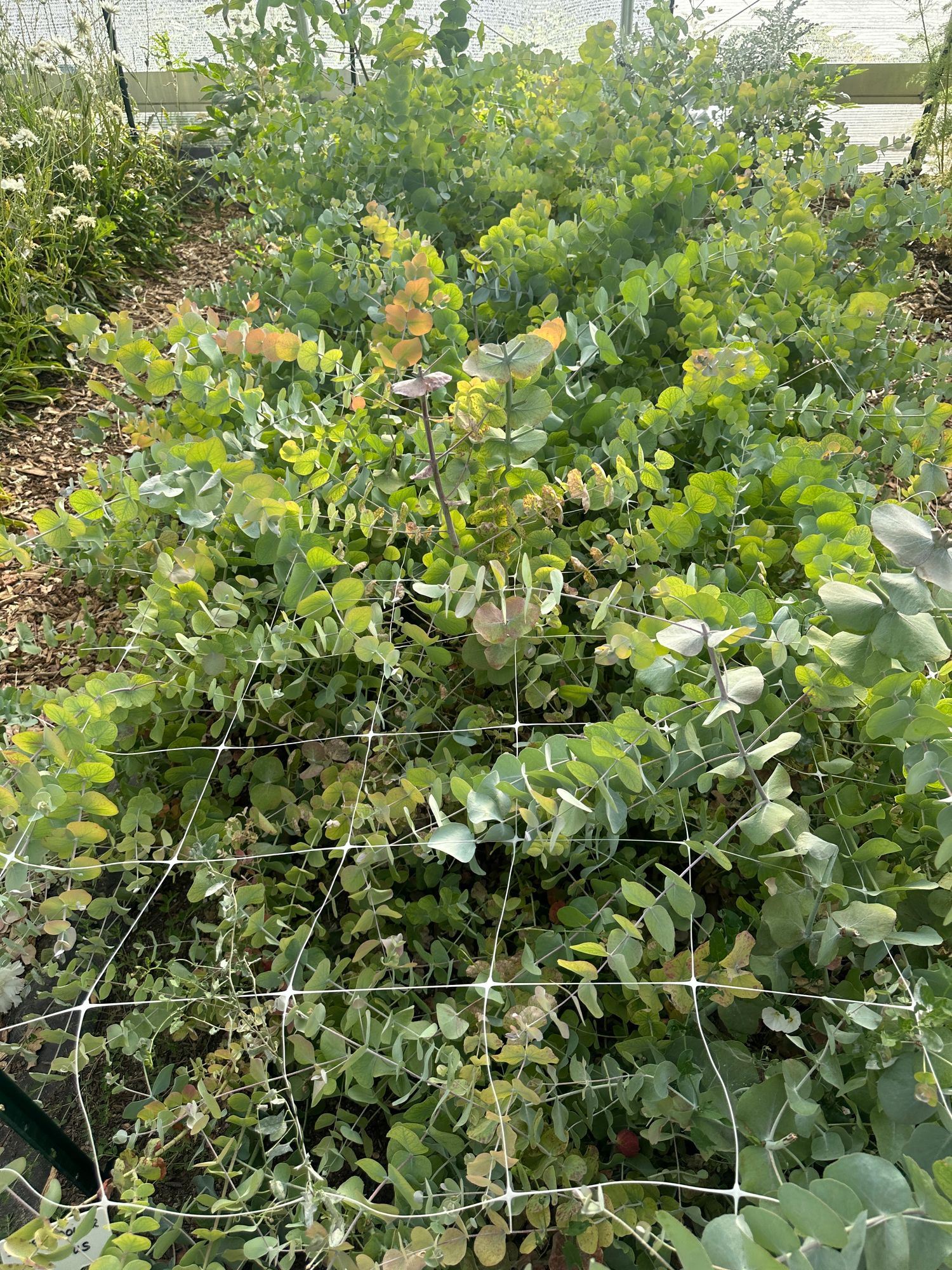 EUCALYPTUS polyanthemos