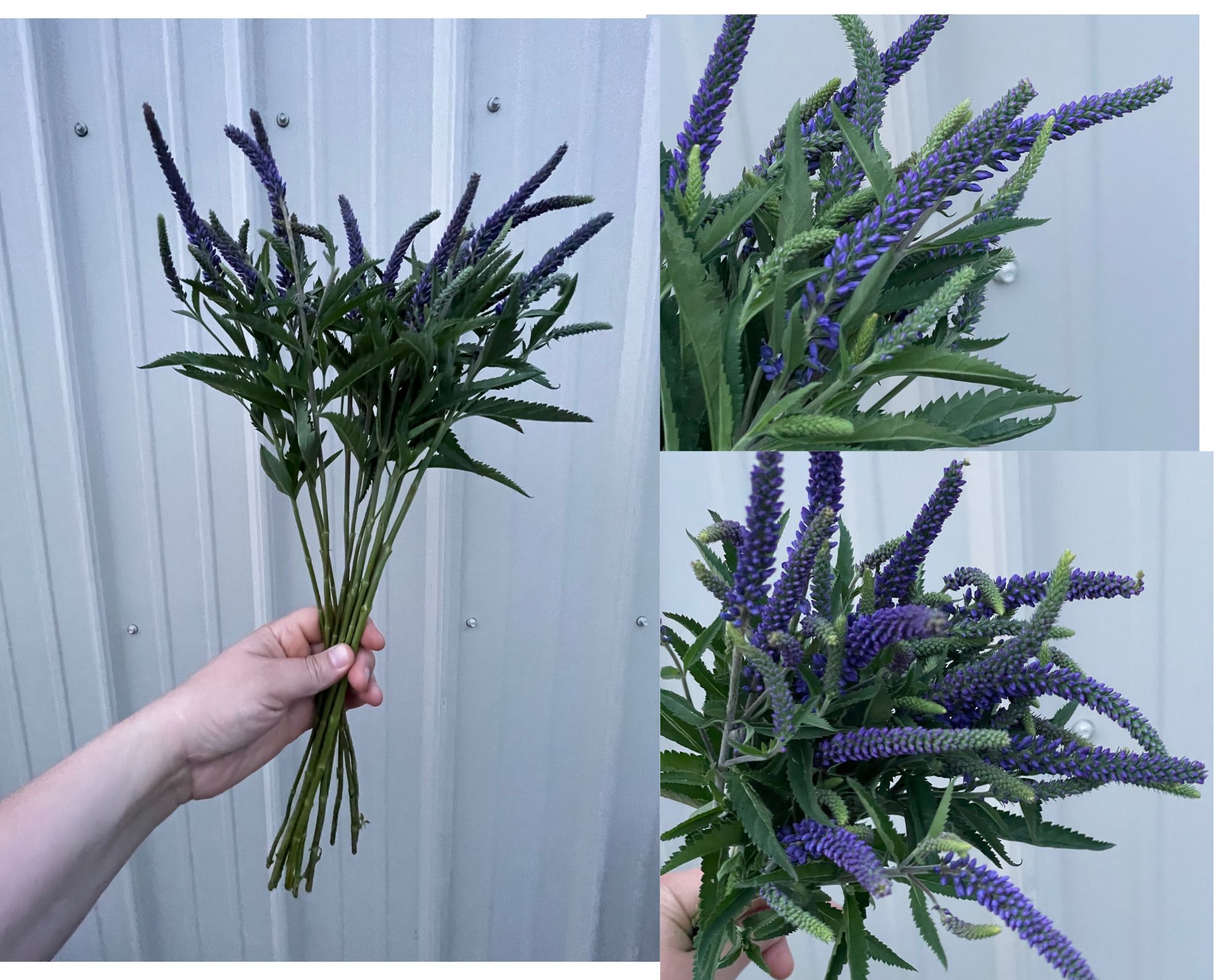 VERONICA longifolia Skyler