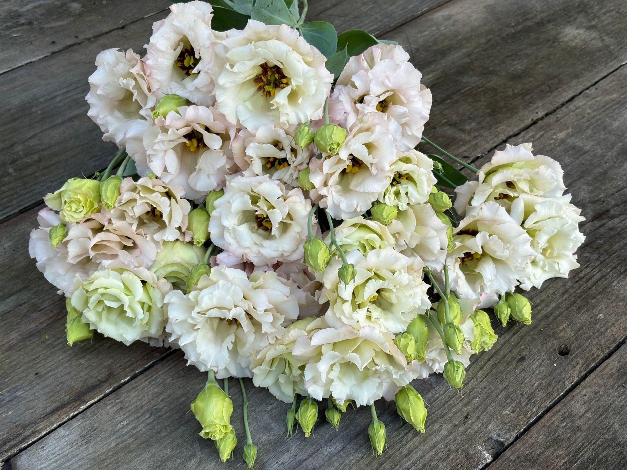 EUSTOMA grandiflorum Celeb Beige Neo
