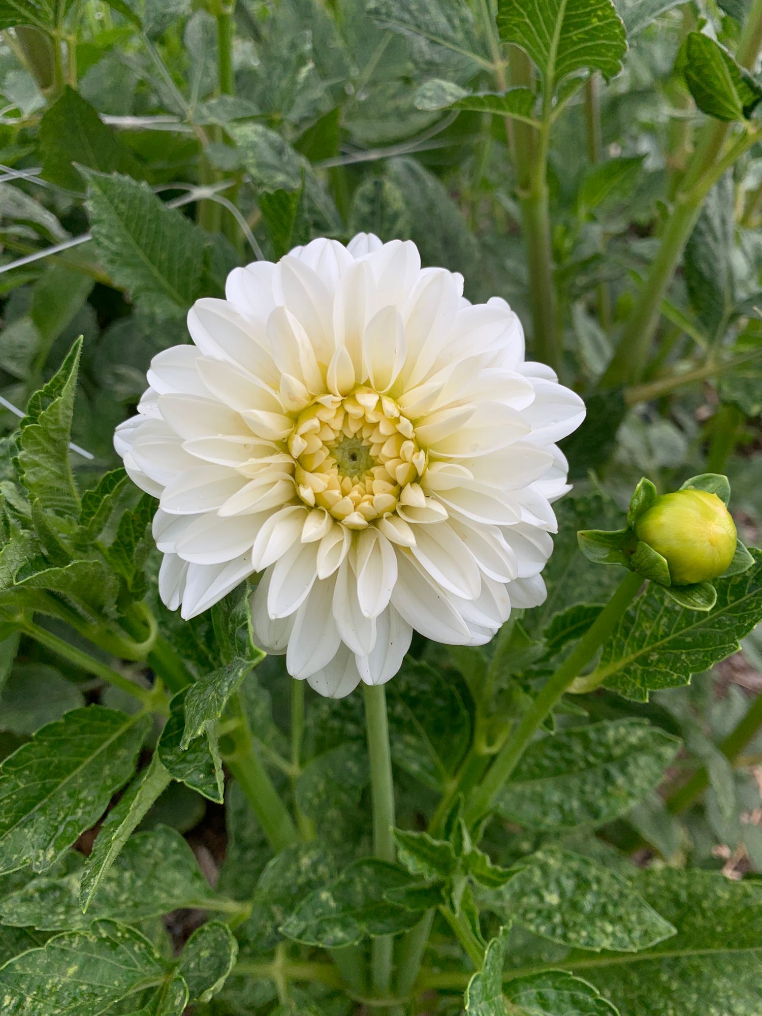 Dahlia Medium Stem
