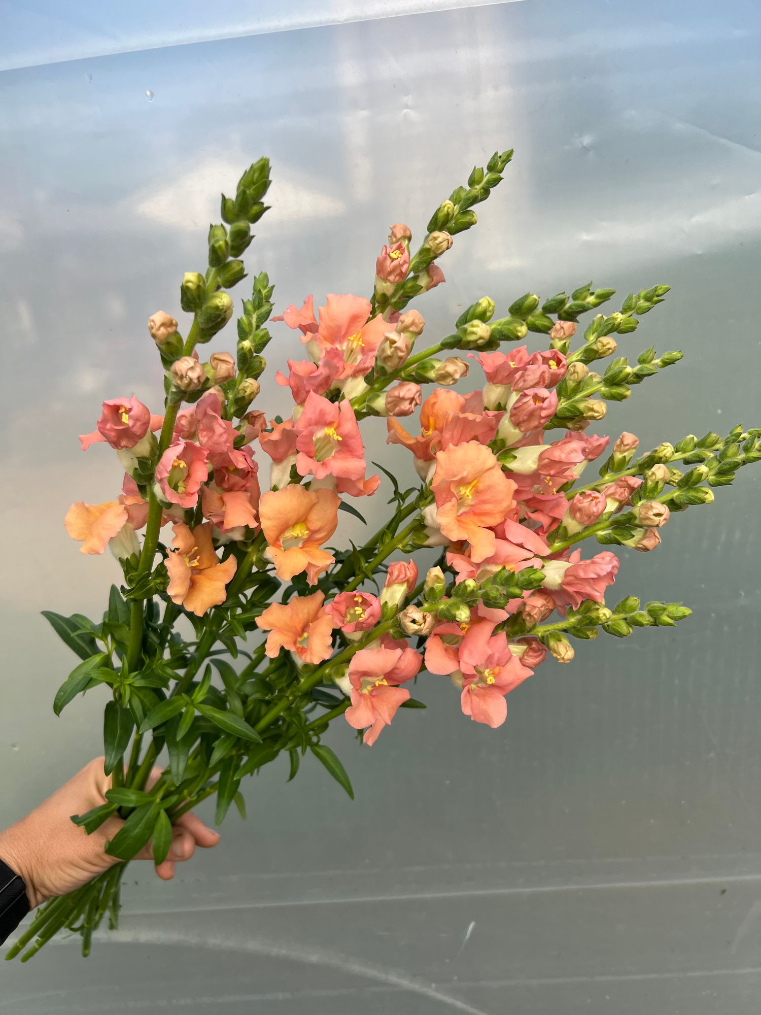 ANTIRRHINUM majus Chantilly Light Salmon