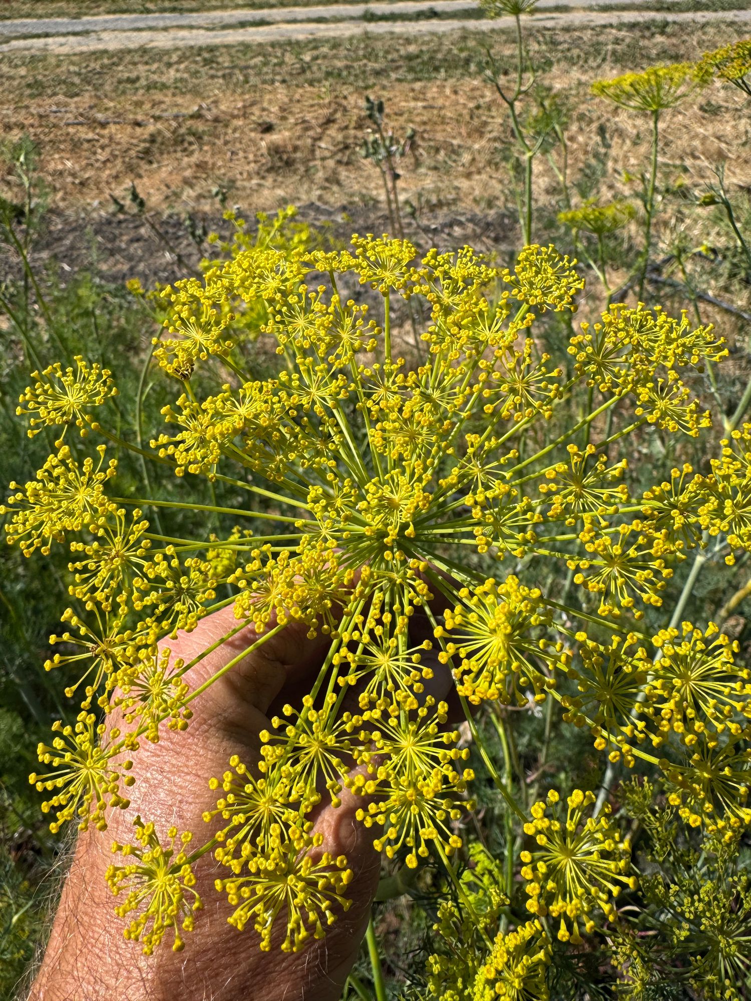 ANETHUM graveolens