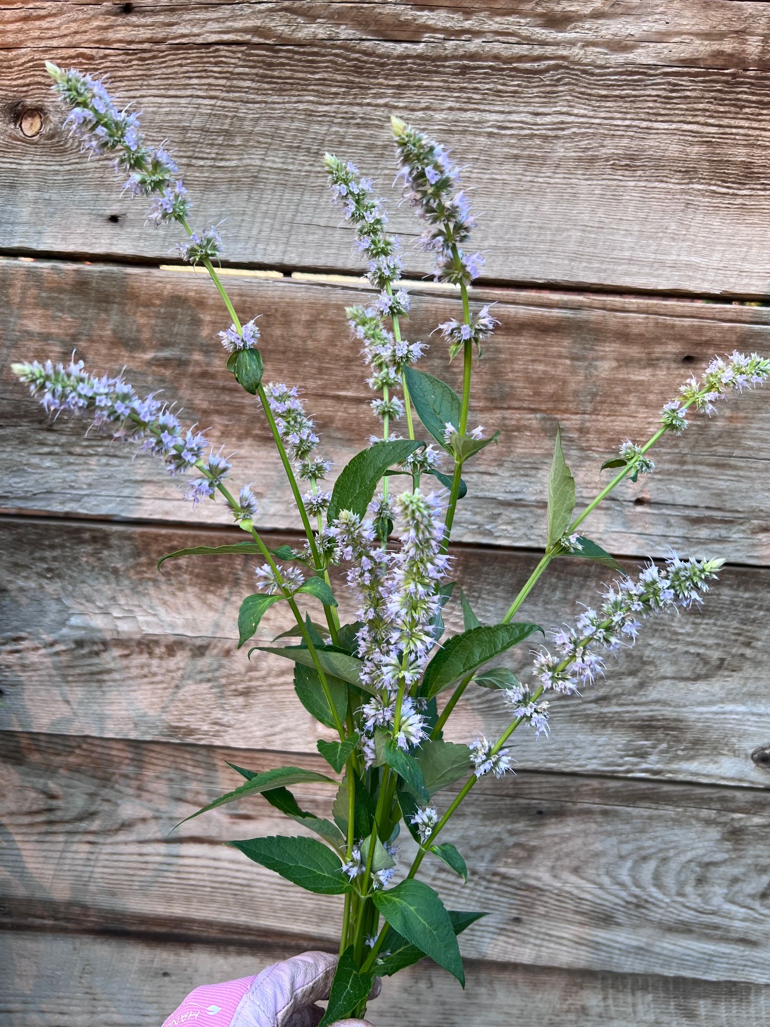 AGASTACHE aurantiaca Apricot Sprite