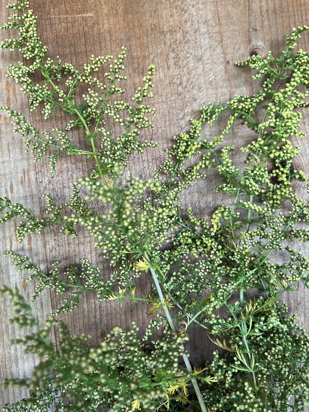ARTEMISIA annua