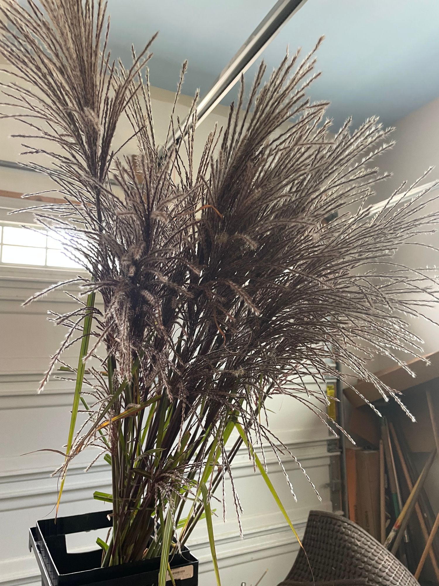 MISCANTHUS sinensis Huron Sunrise