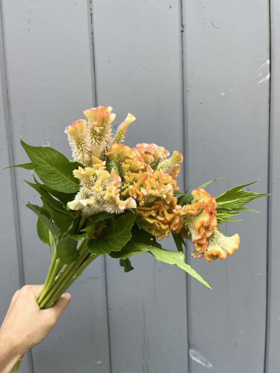 CELOSIA argentea var. cristata Crystal Beauty
