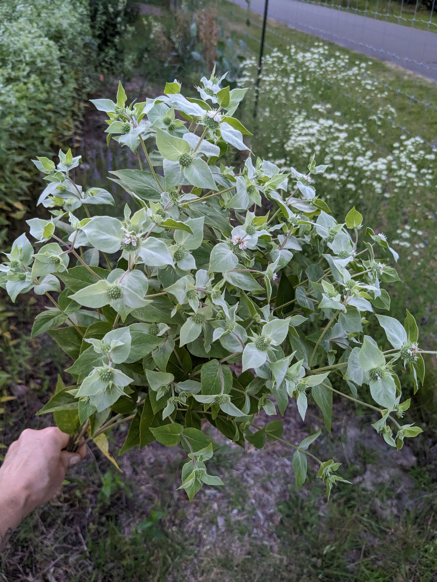 PYCNANTHEMUM muticum