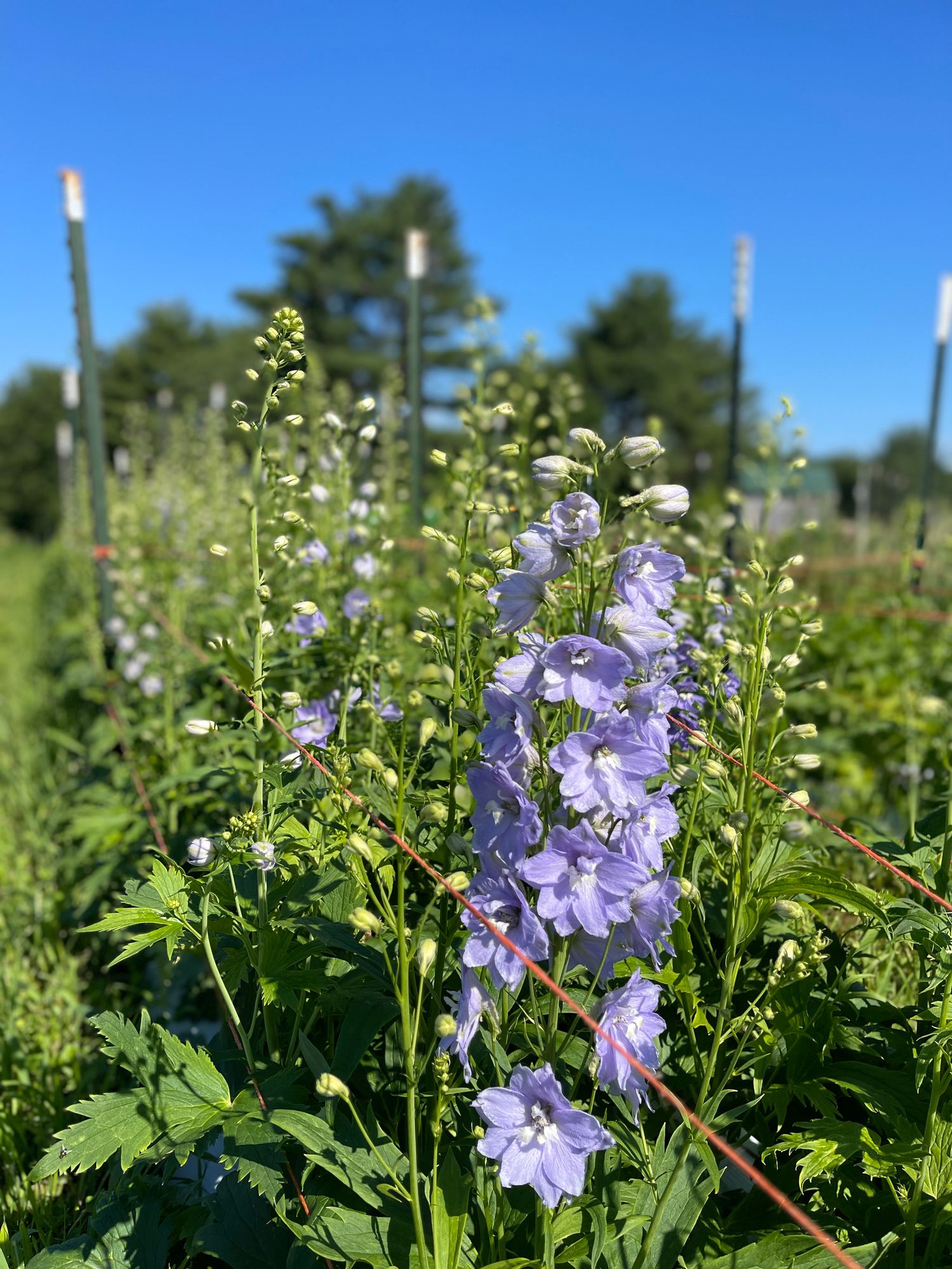DELPHINIUM elatum Pacific Giants