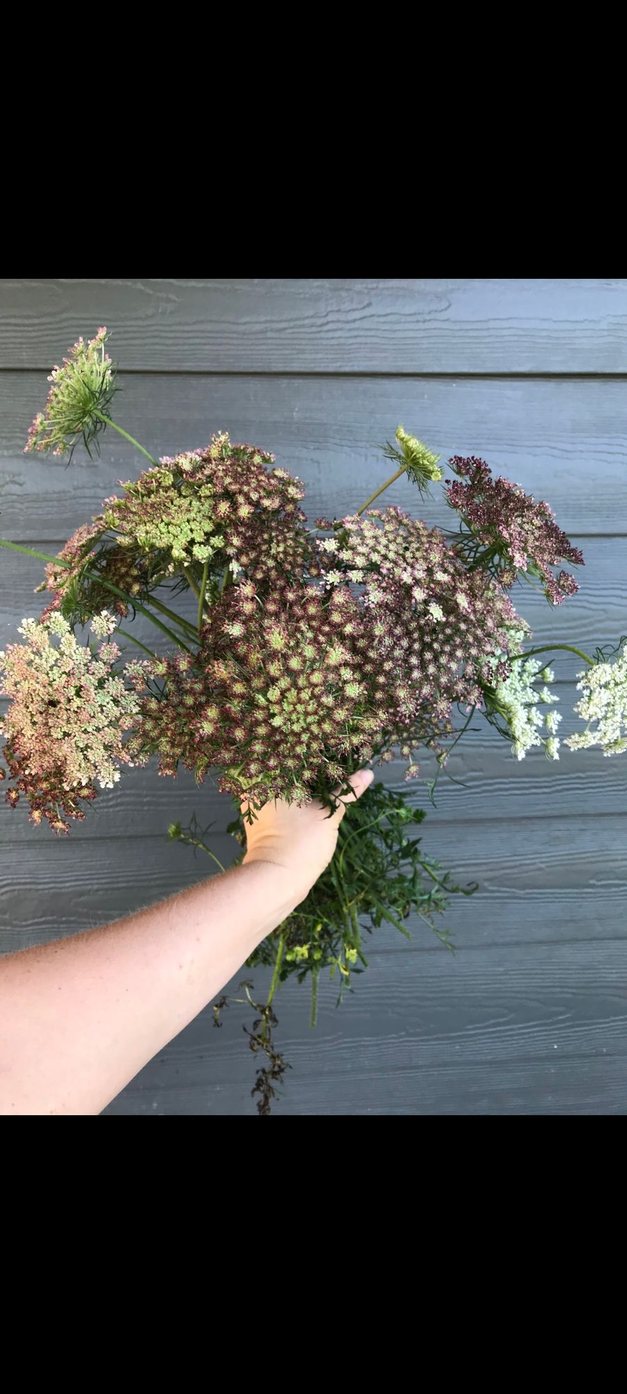 DAUCUS carota Dara