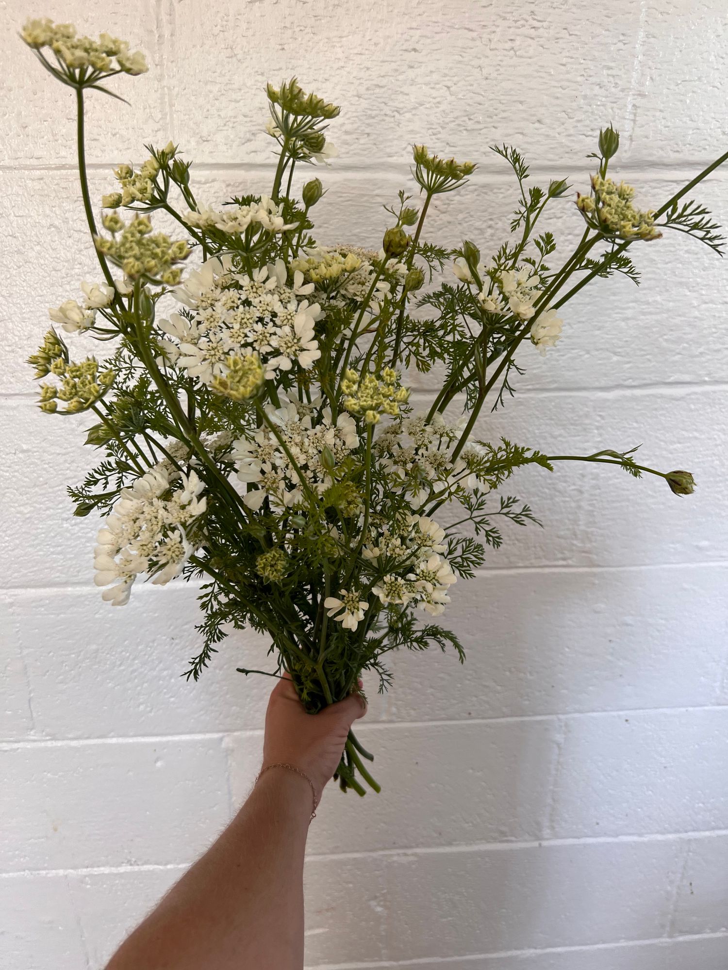 ORLAYA grandiflora