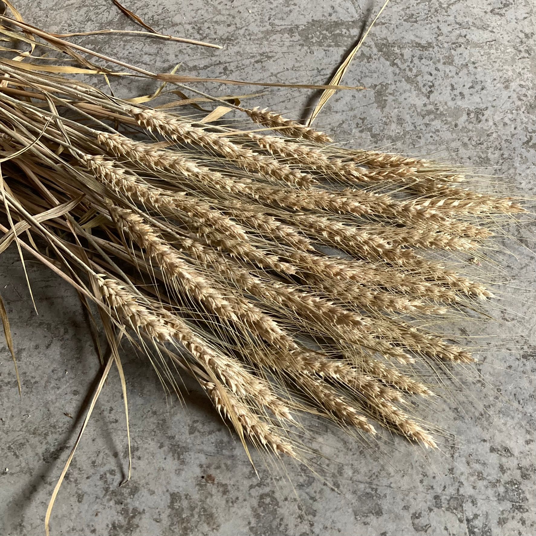 TRITICUM aestivum