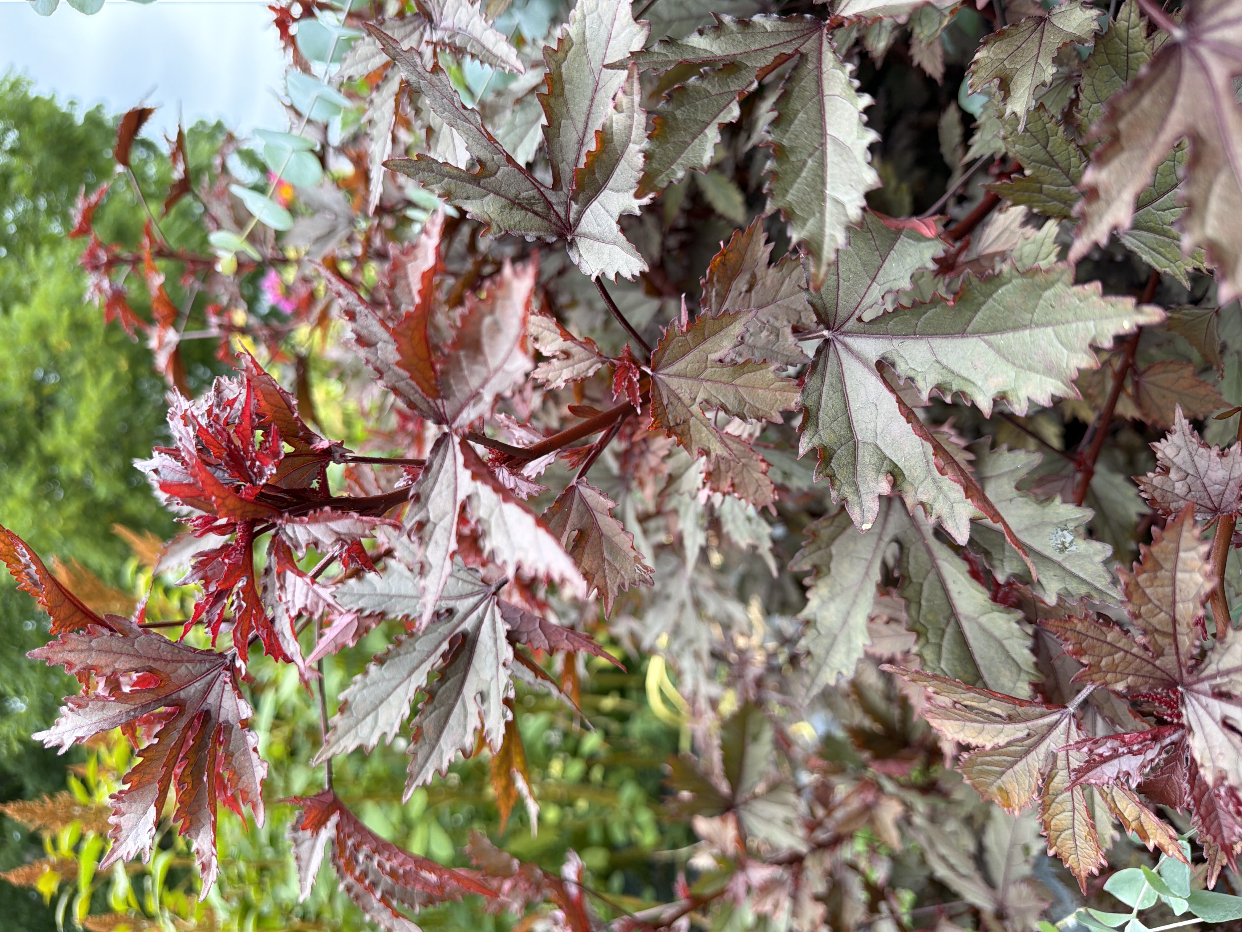 HIBISCUS acetosella
