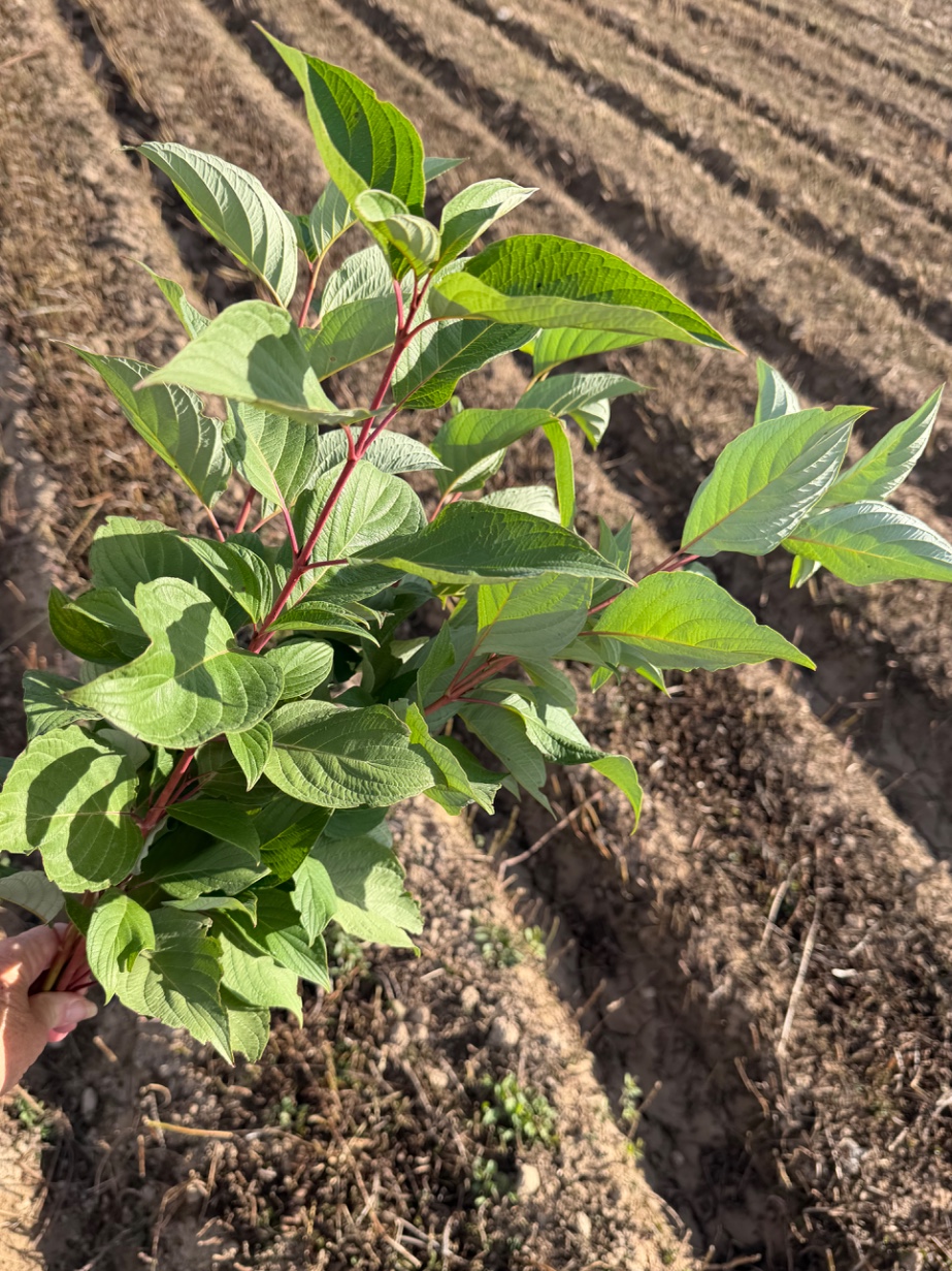 CORNUS
