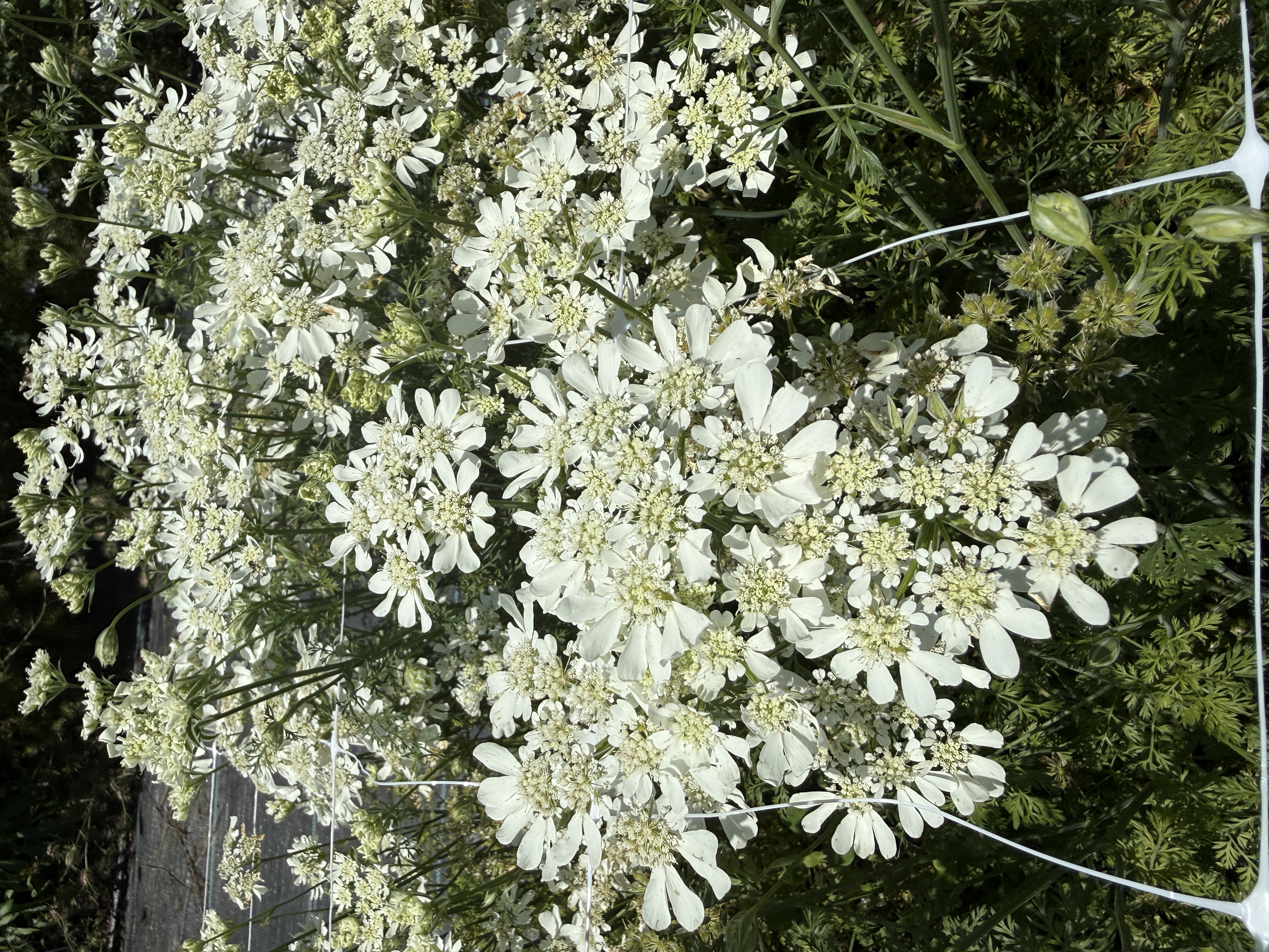 ORLAYA grandiflora
