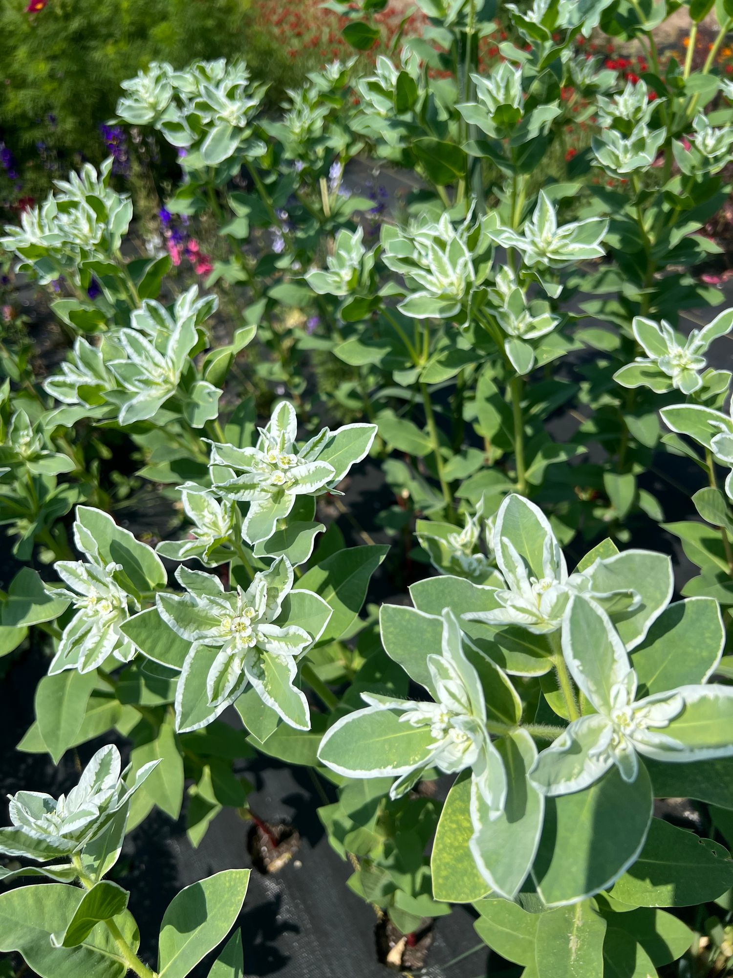 EUPHORBIA characias