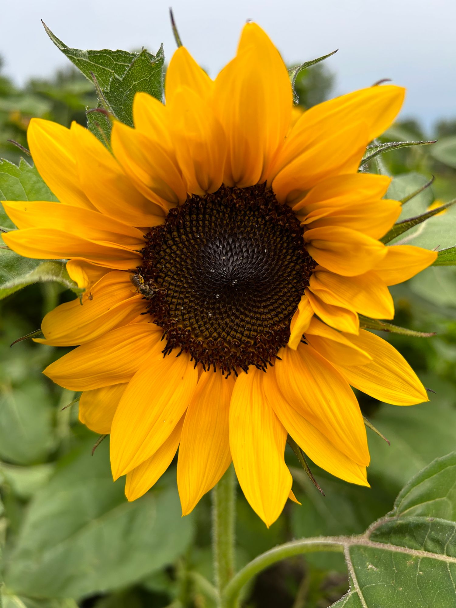 HELIANTHUS annuus ProCut Orange