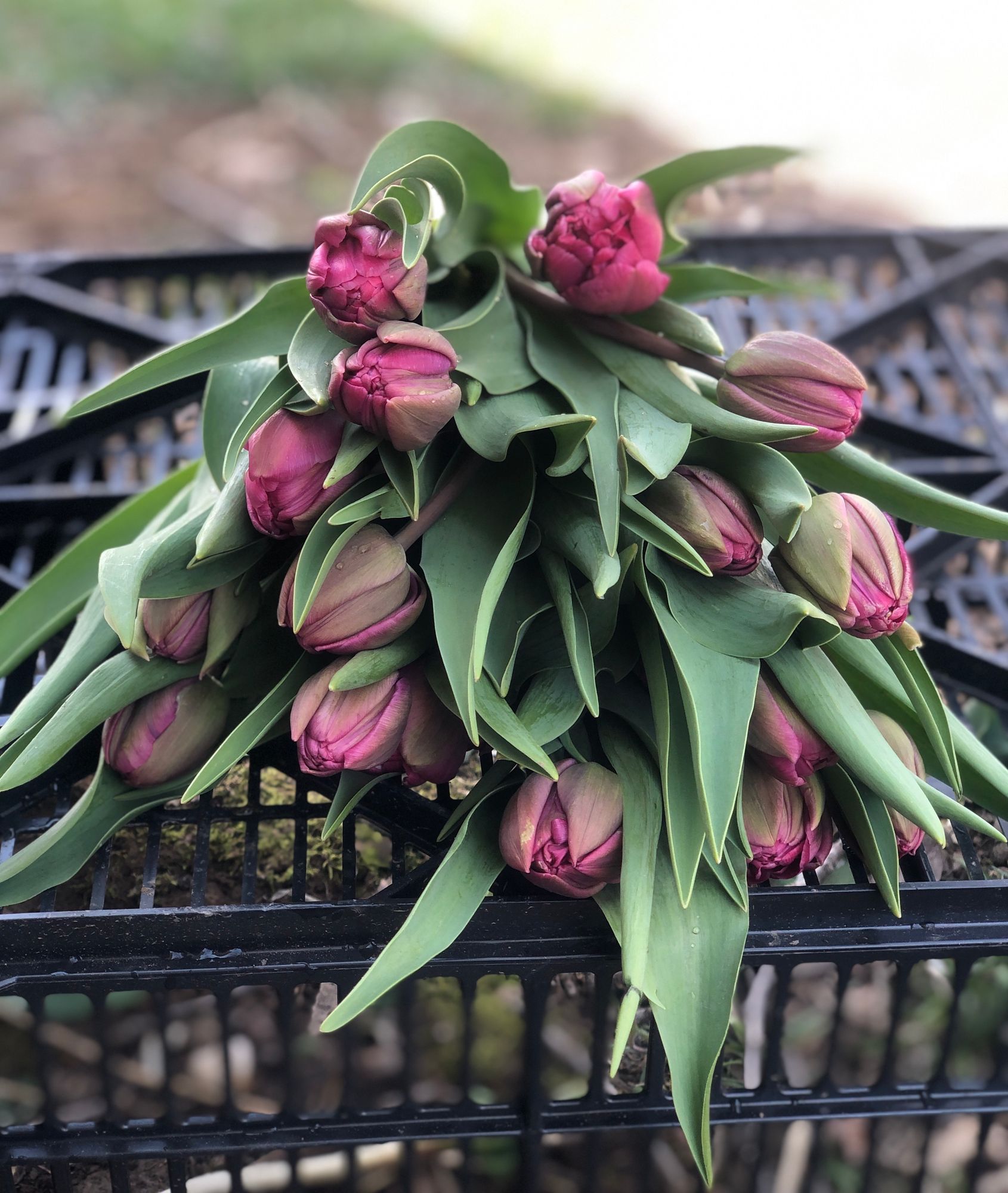 TULIPA Rosy Diamond