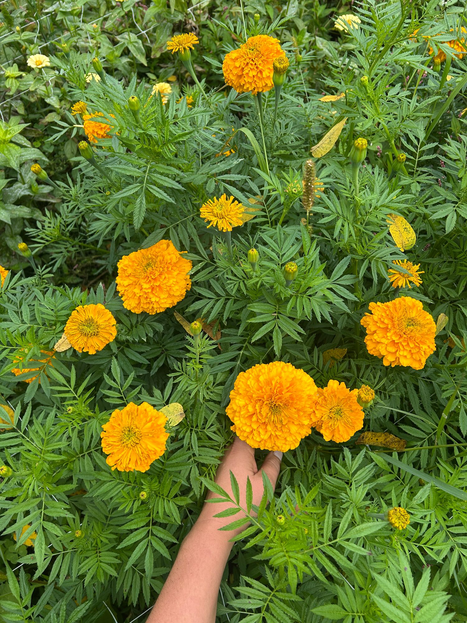 TAGETES erecta