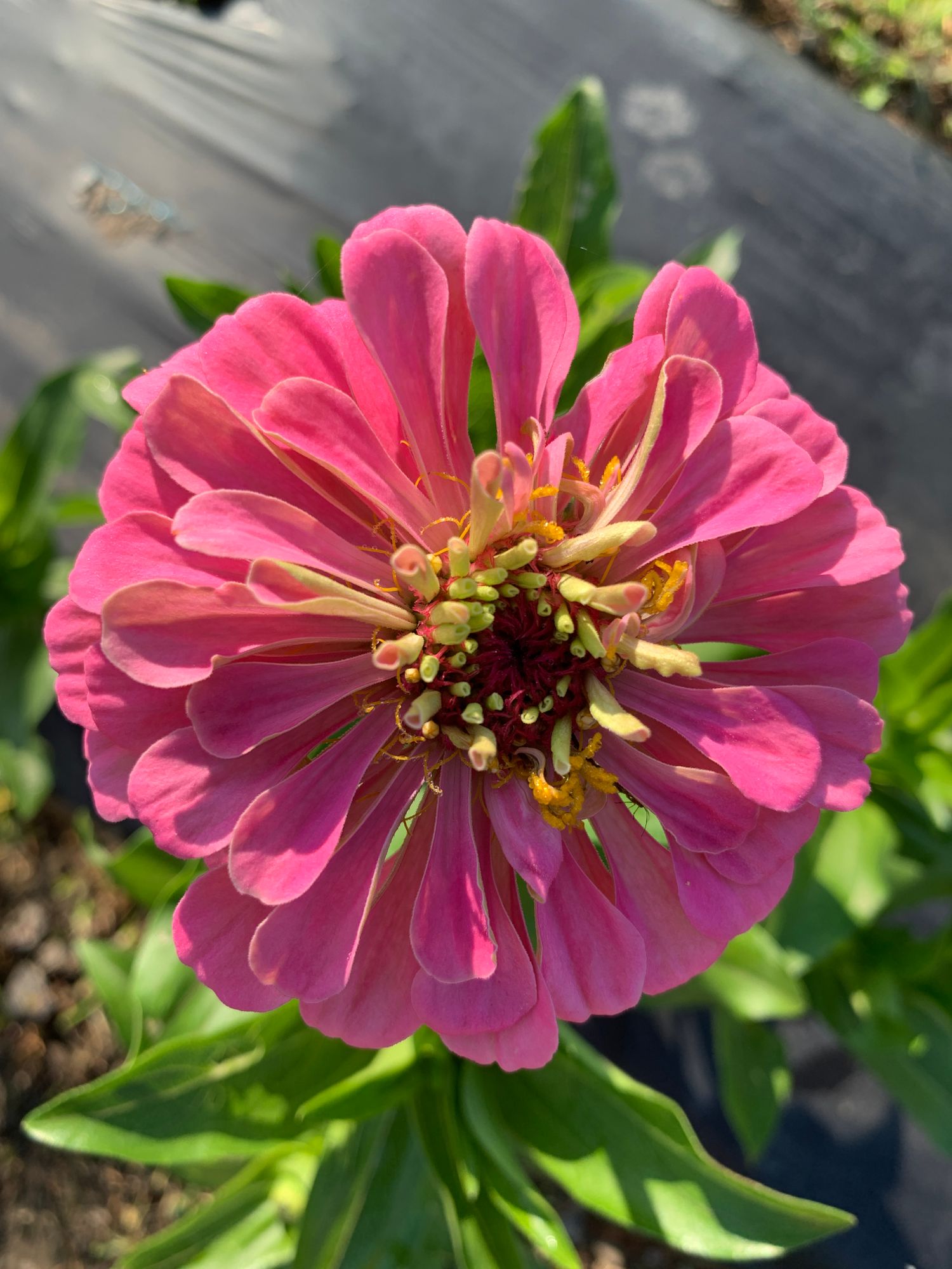 ZINNIA elegans Benarys Giant