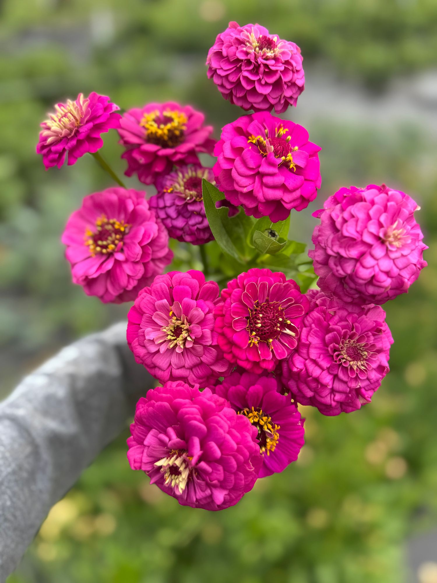 ZINNIA elegans Oklahoma Carmine Rose