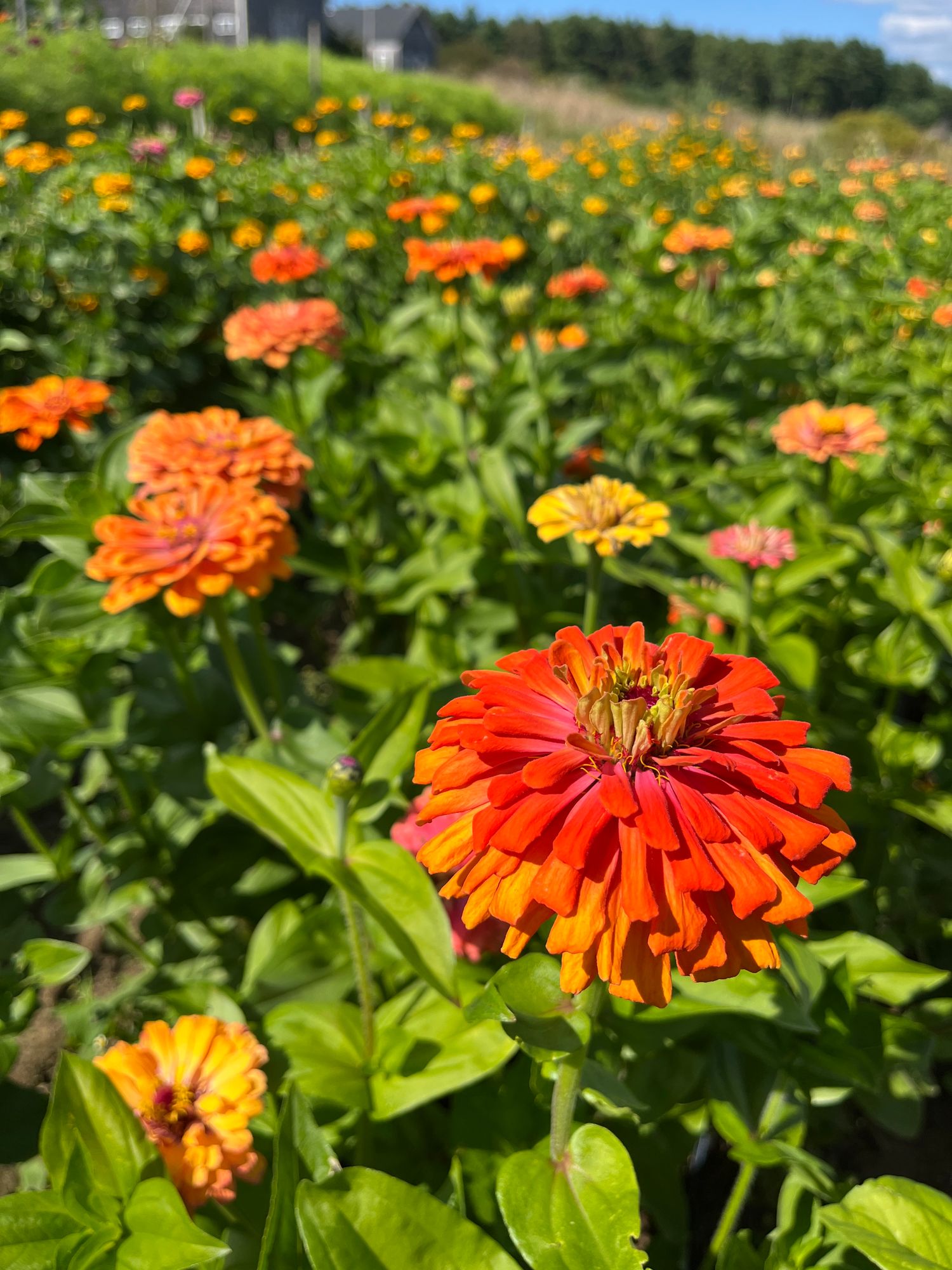 ZINNIA