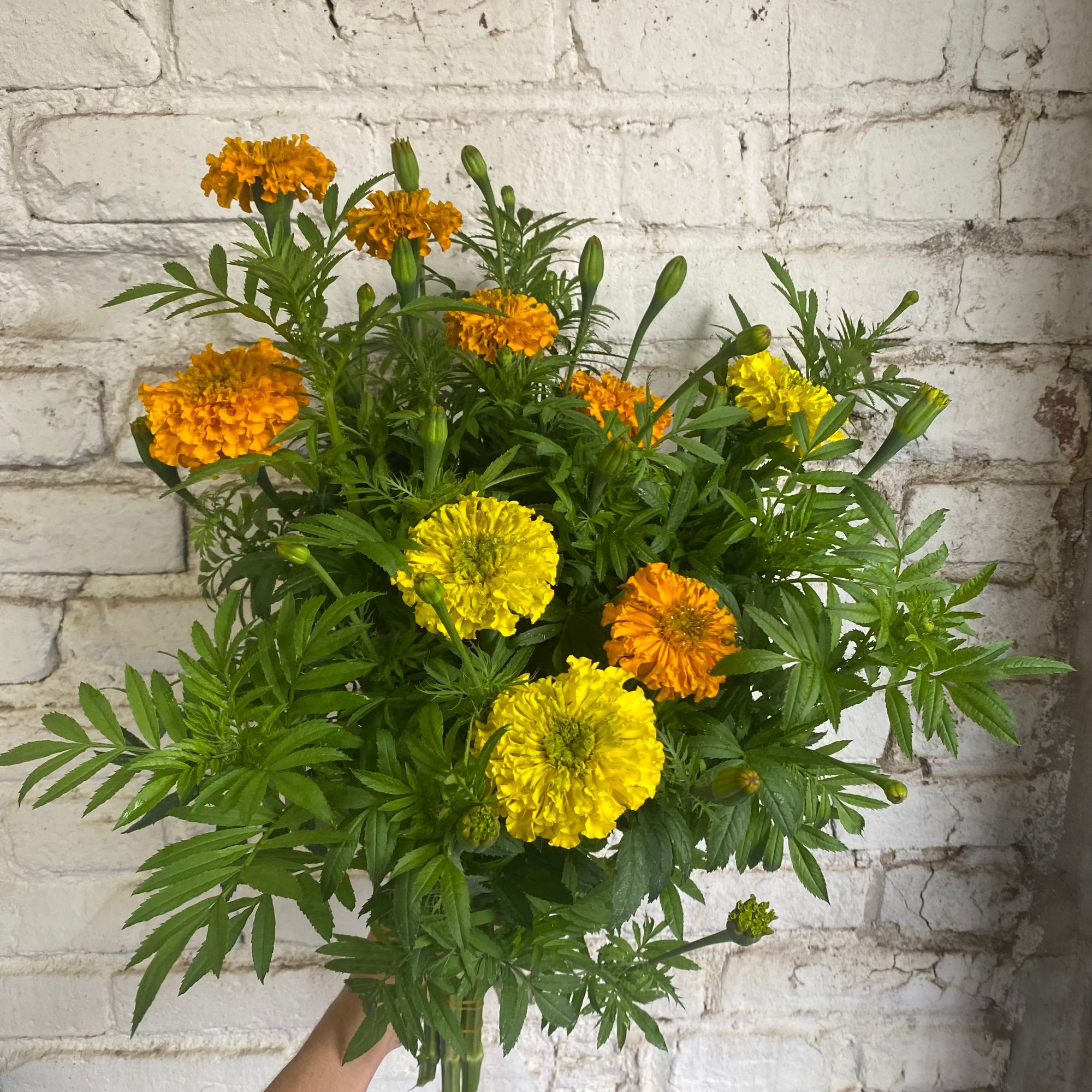 TAGETES erecta