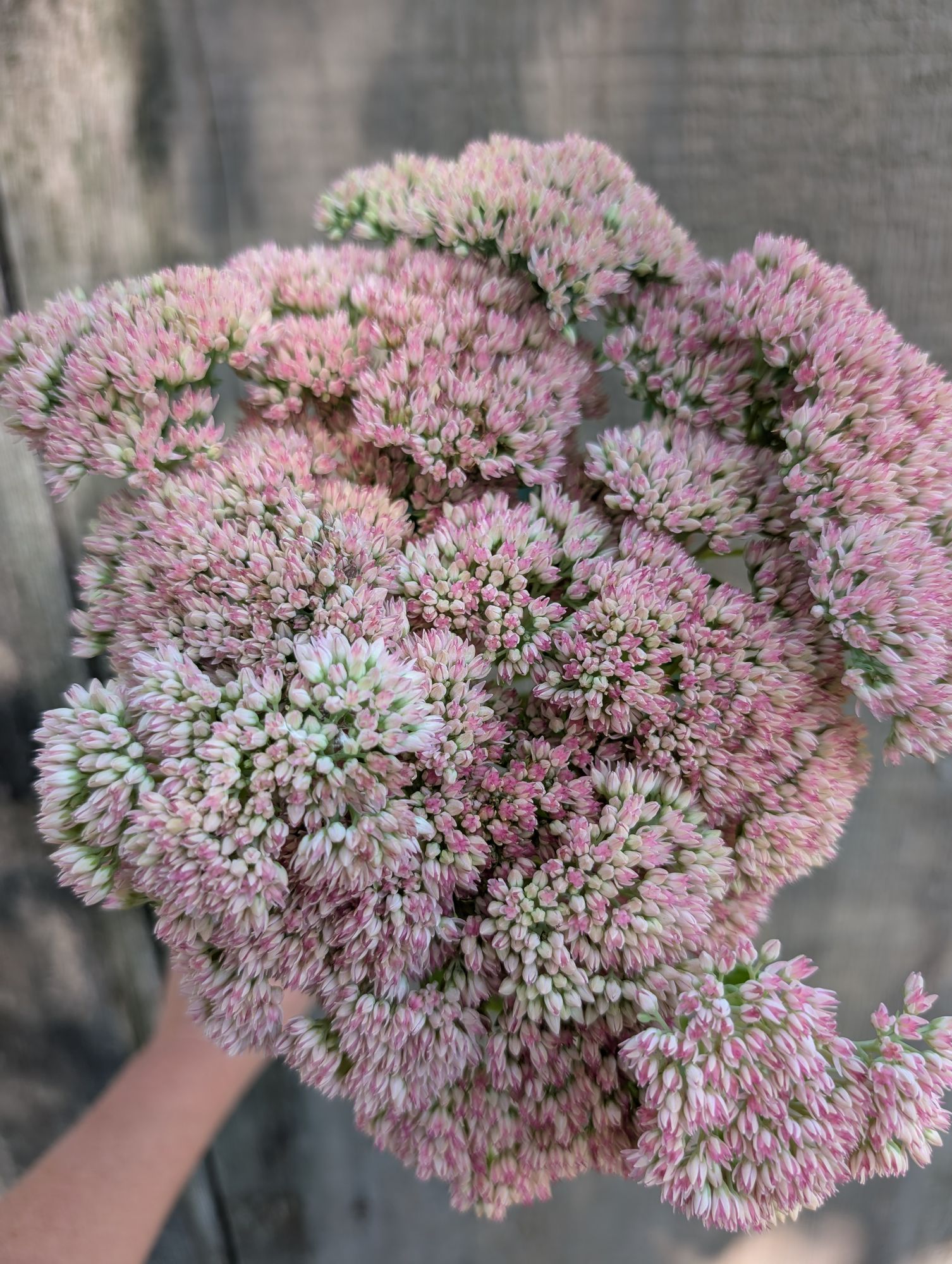 HYLOTELEPHIUM spectabile Autumn Joy