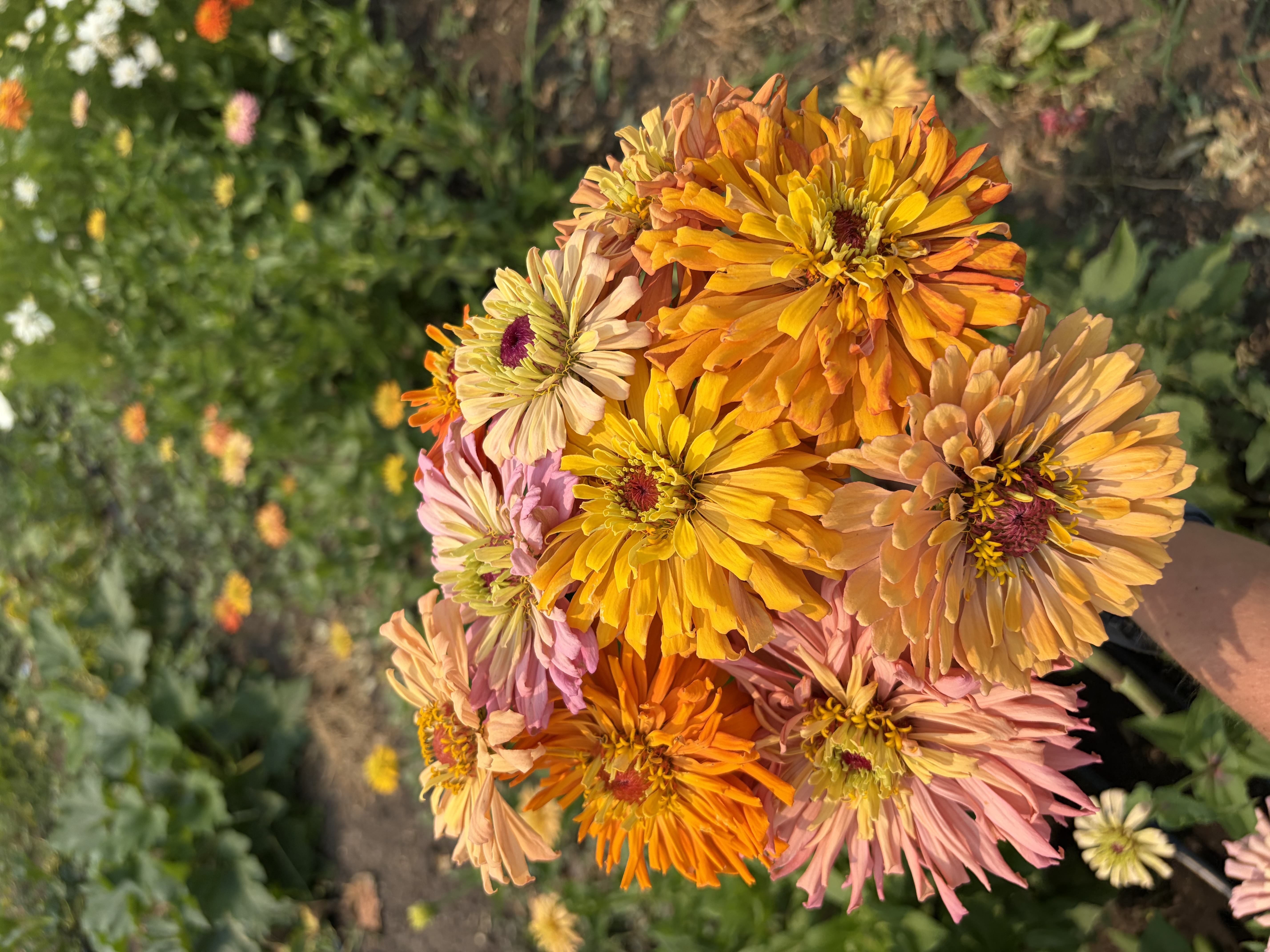 ZINNIA elegans Agave