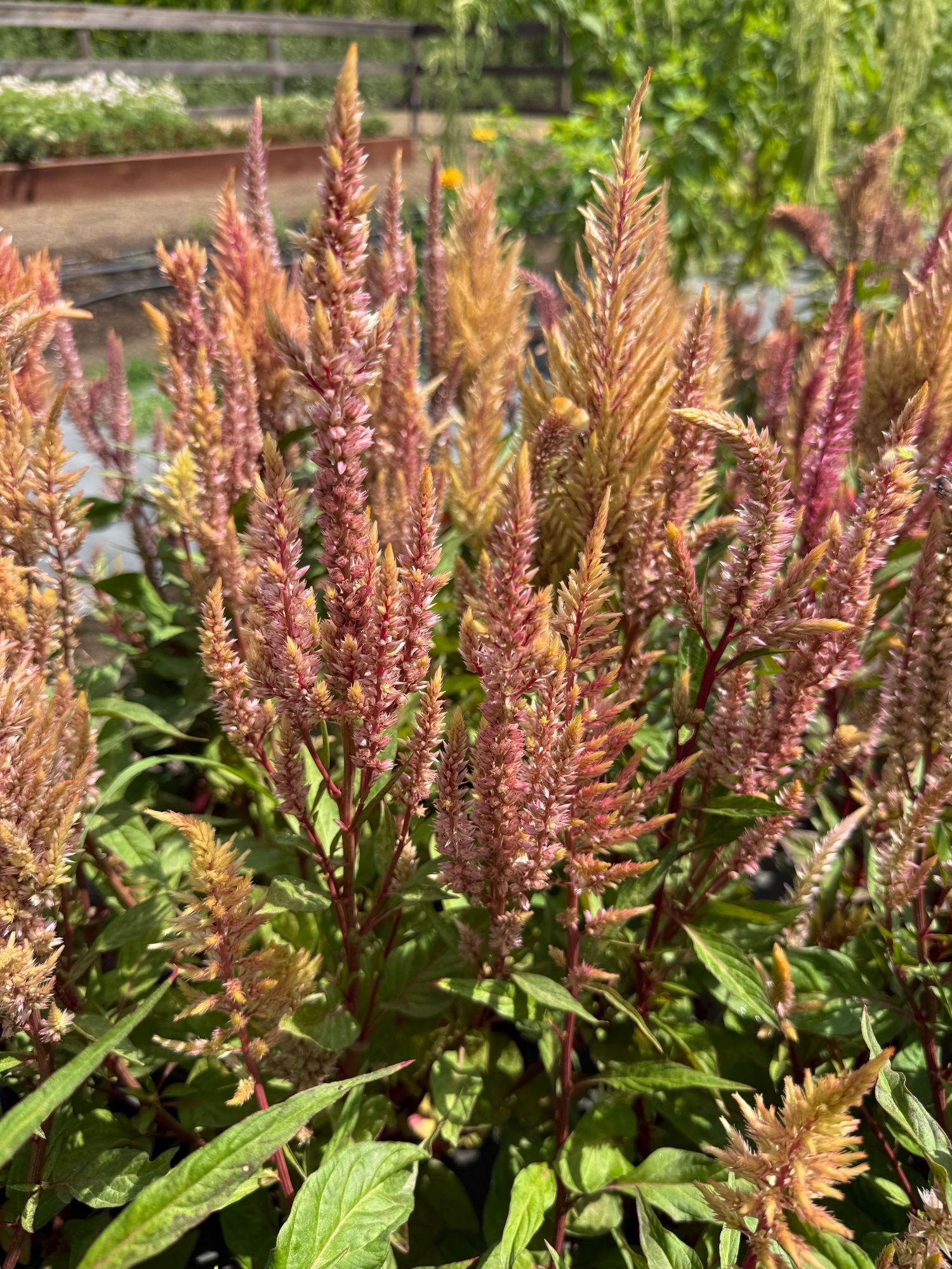 CELOSIA argentea var. plumosa Rose Gold