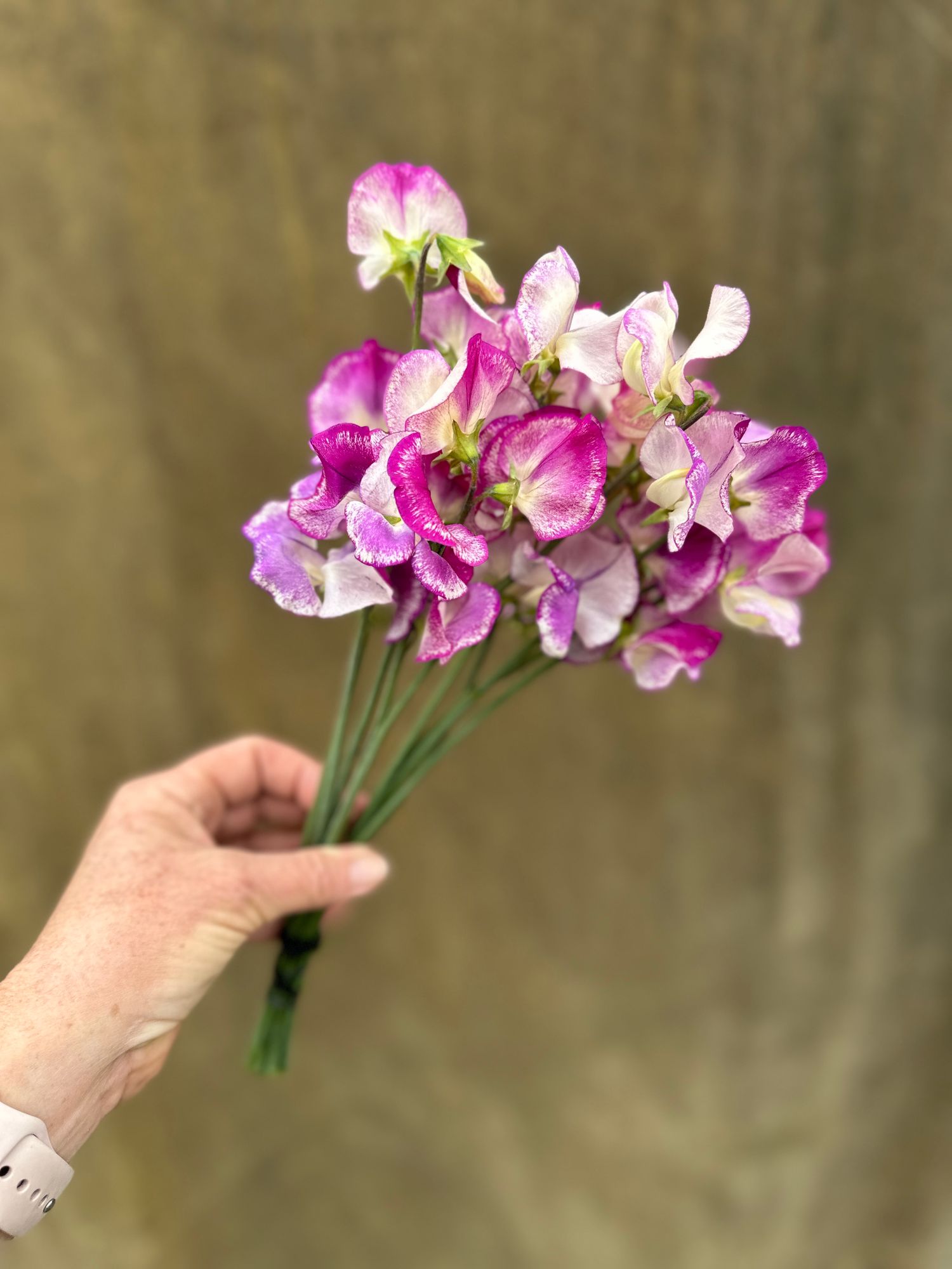 LATHYRUS odoratus