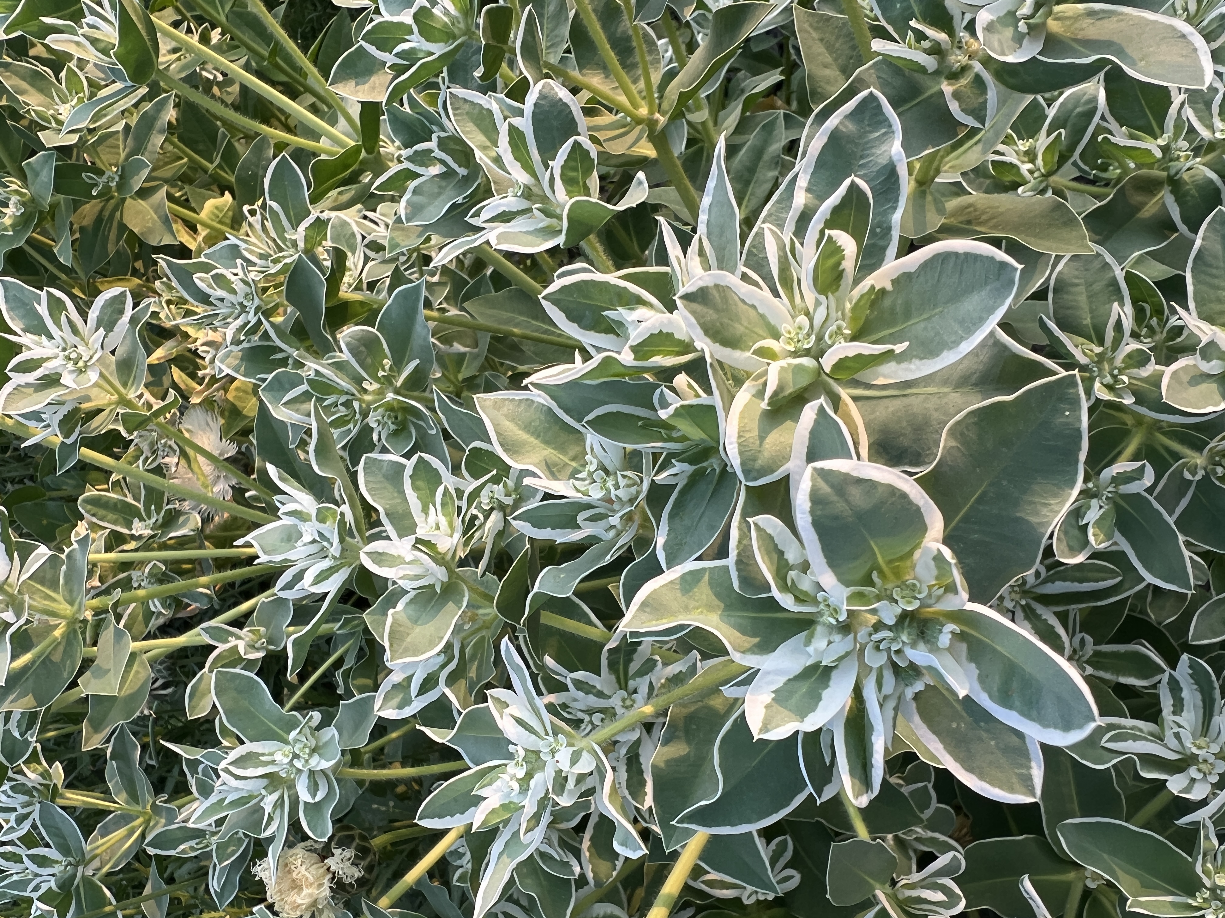 EUPHORBIA characias