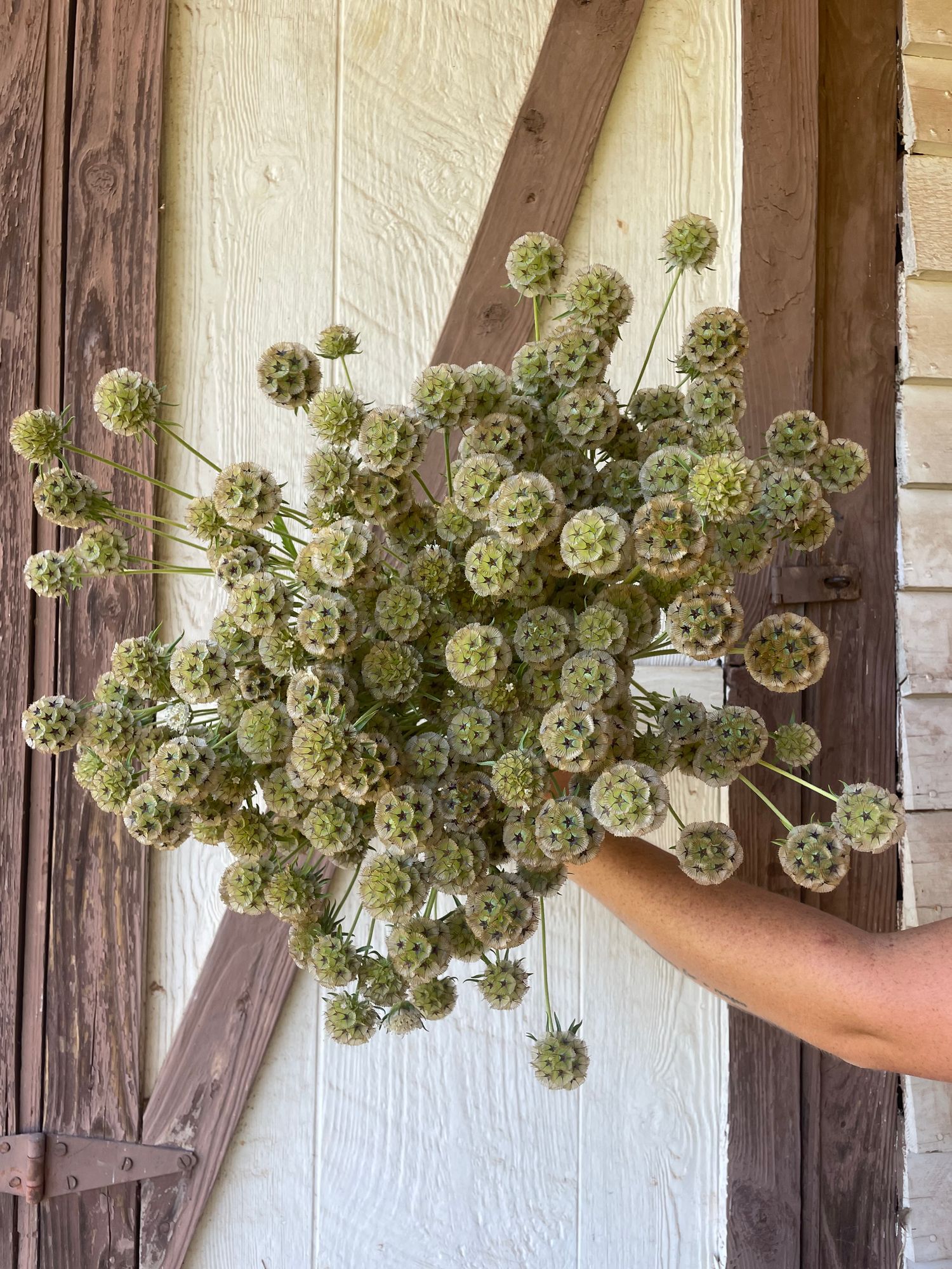 SCABIOSA stellata Ping Pong