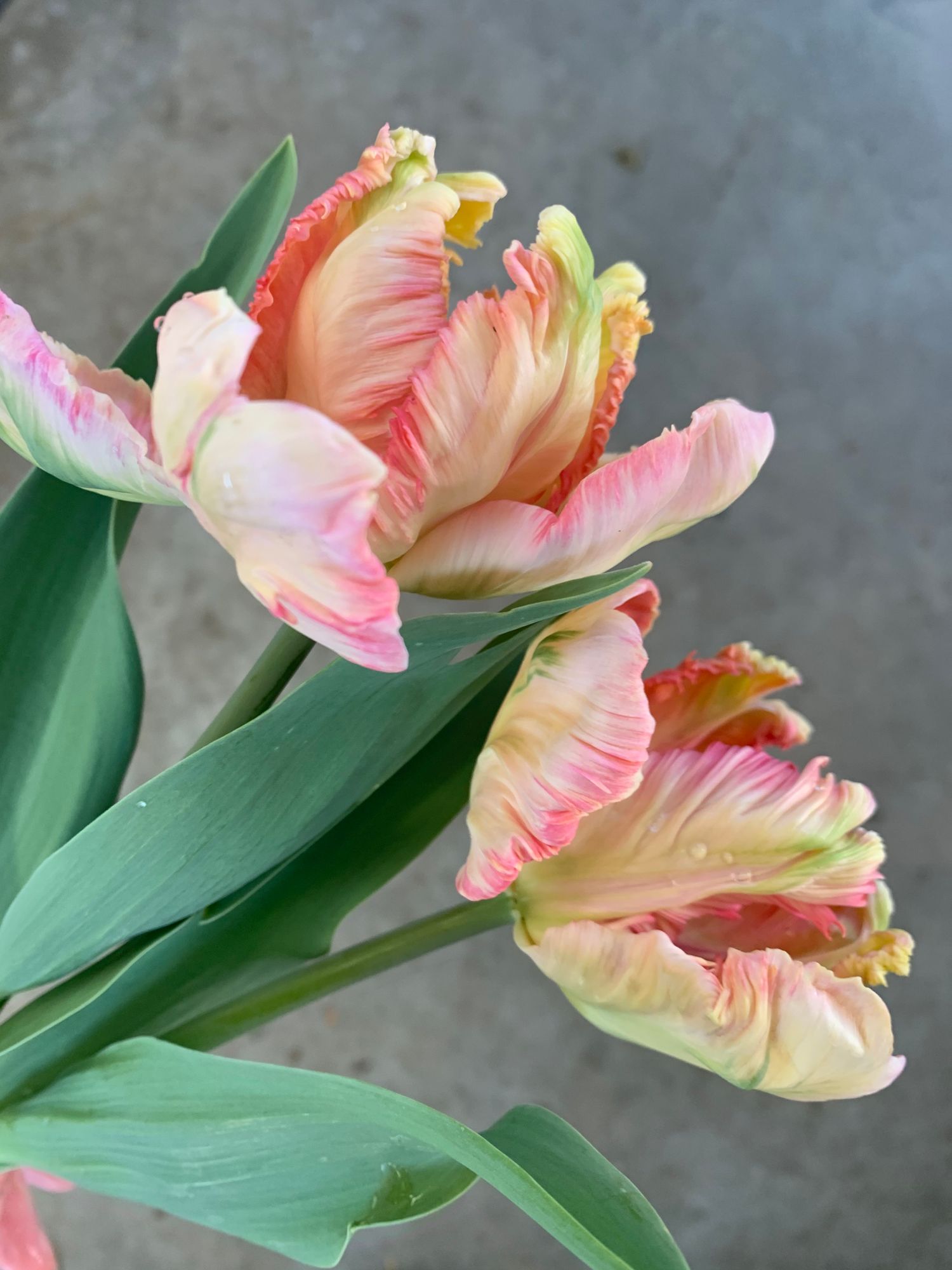 TULIPA Apricot Parrot