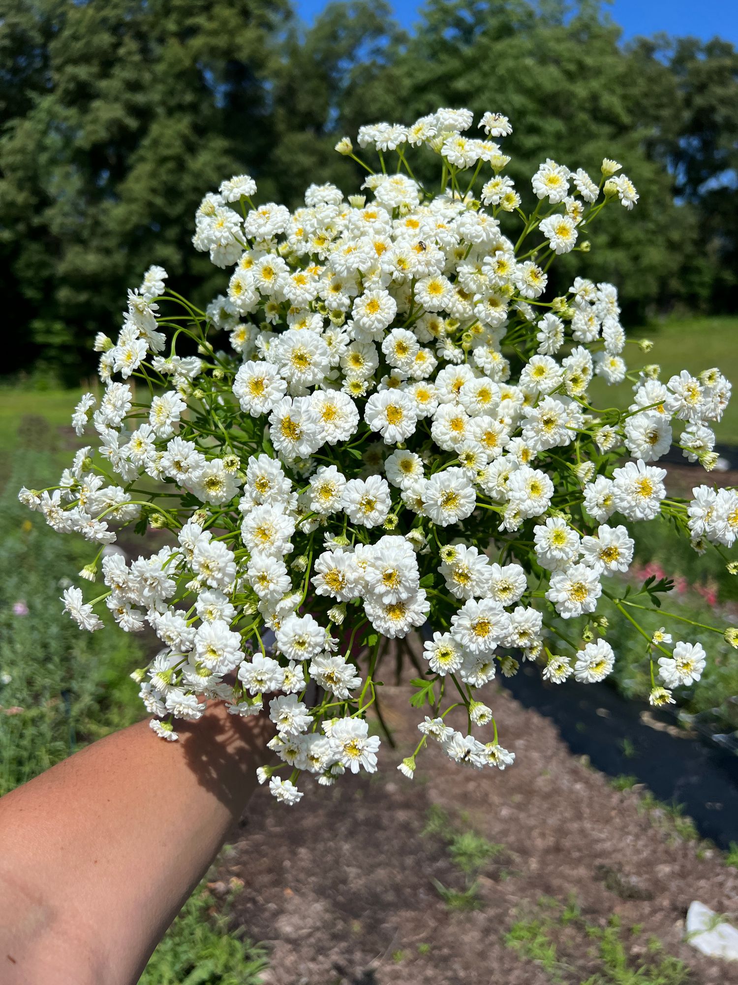 TANACETUM parthenium Tetra