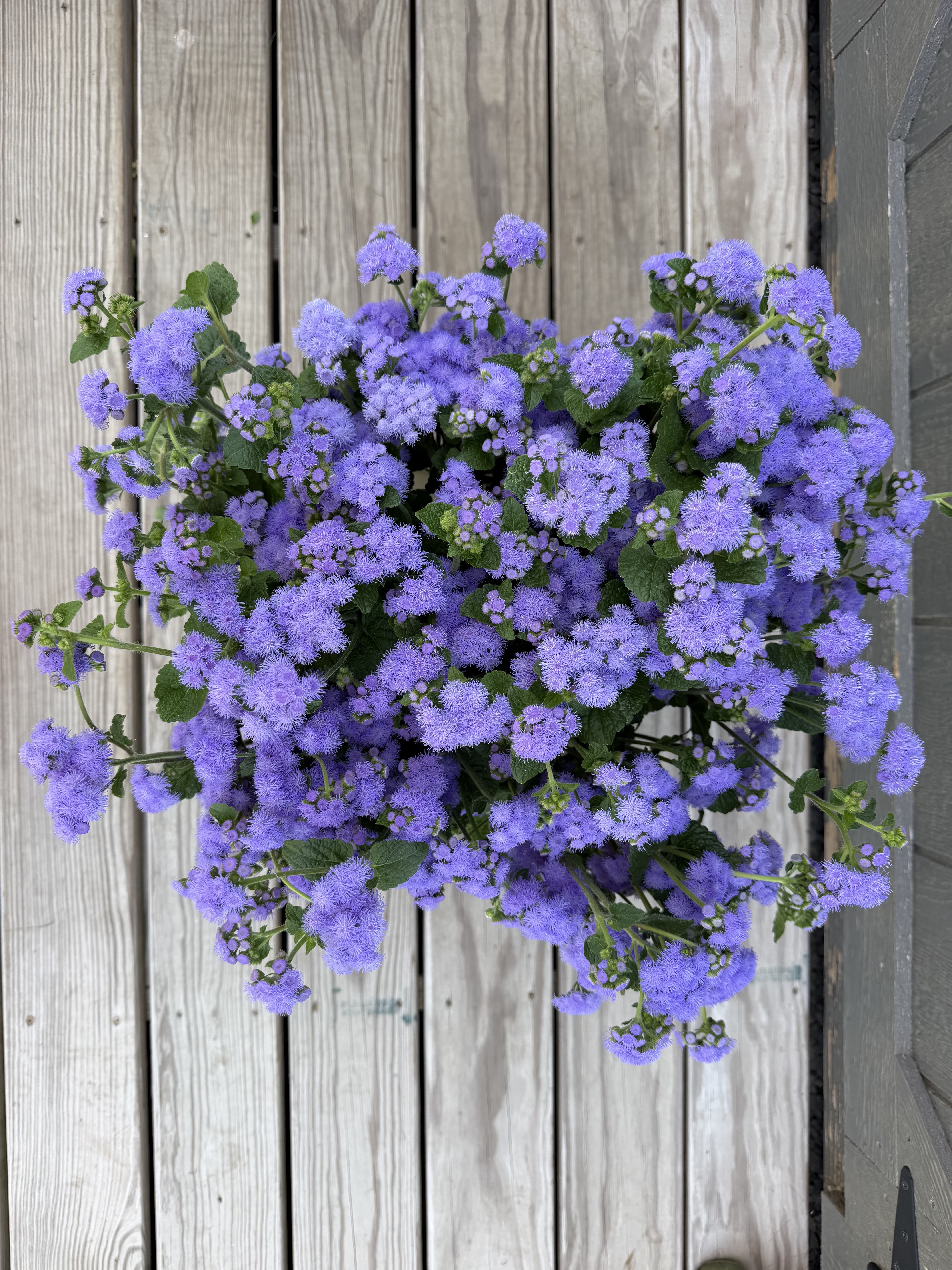 AGERATUM houstonianum Blue Horizon