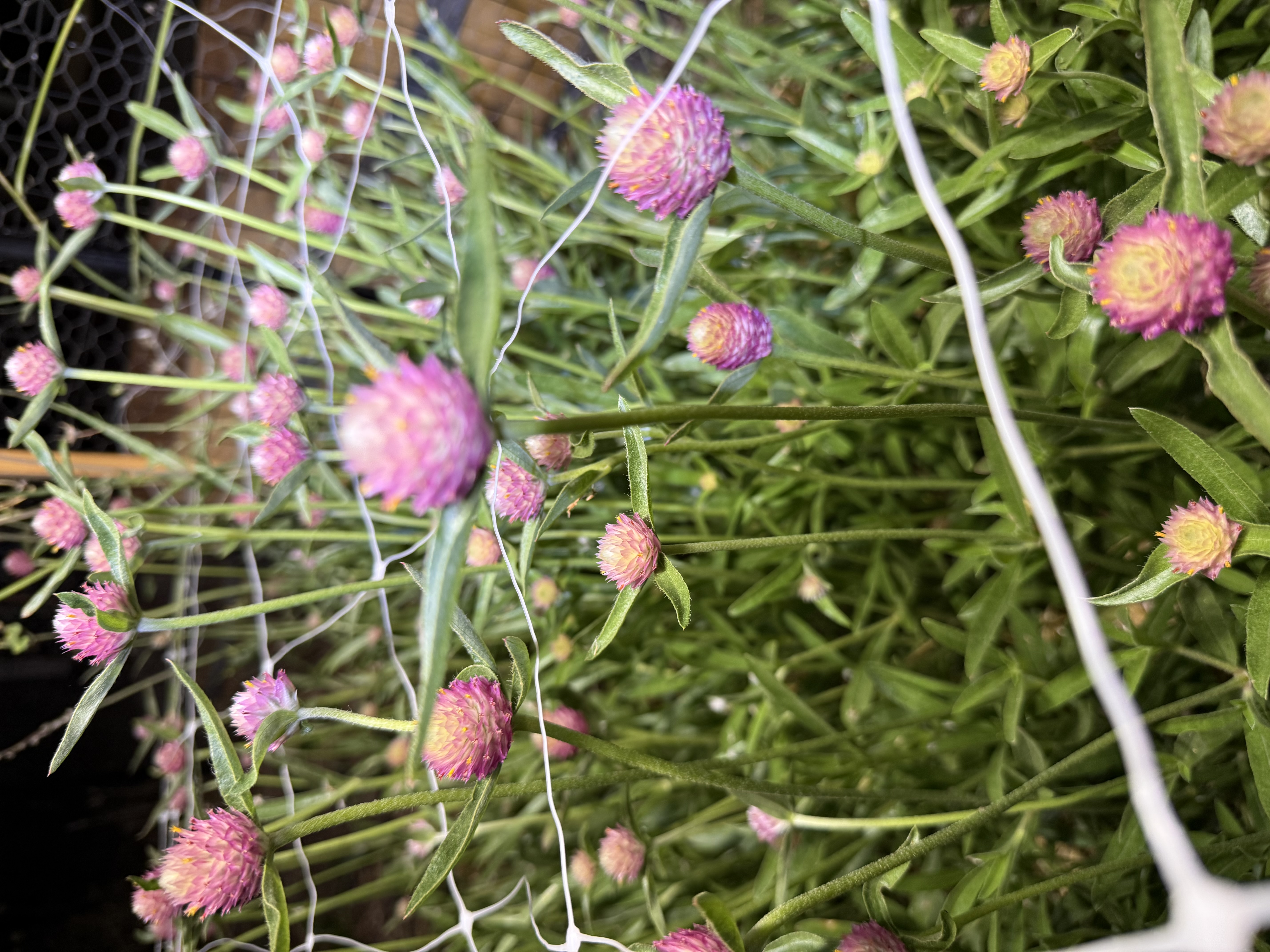 GOMPHRENA haageana Sequin