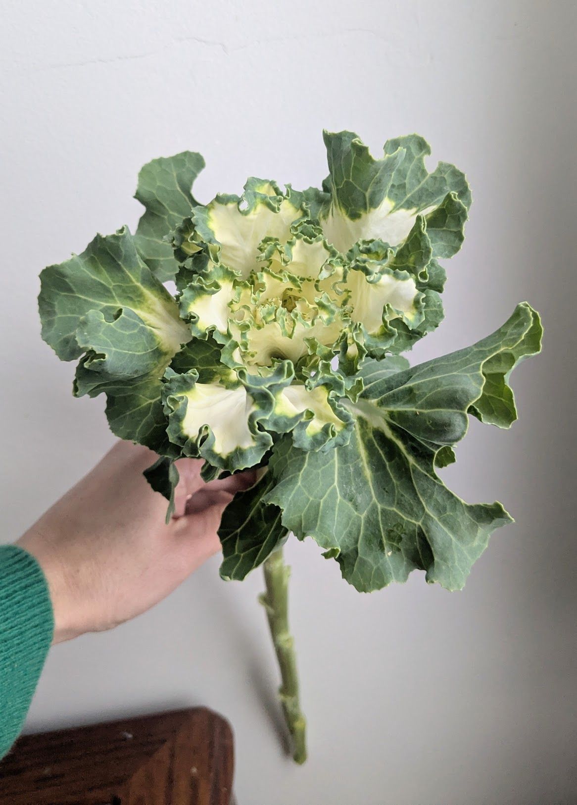 BRASSICA oleracea