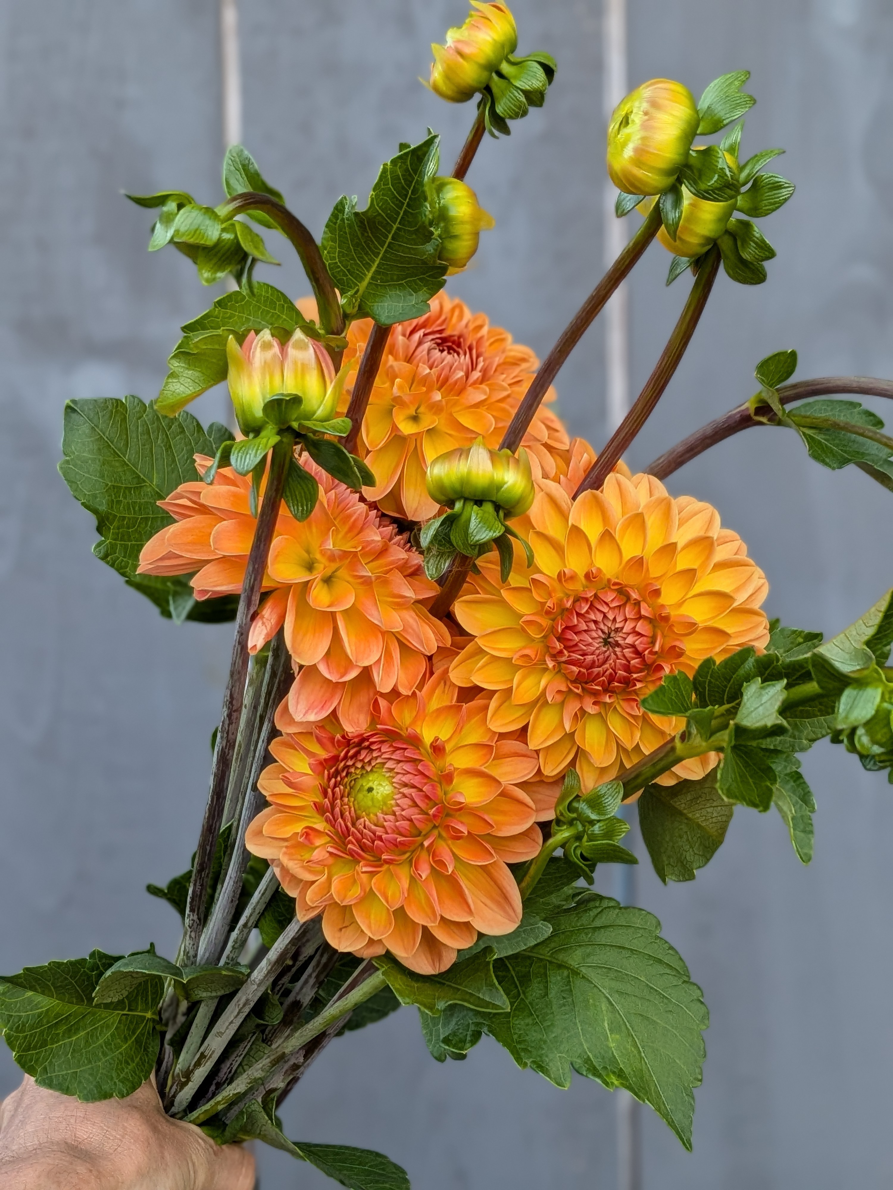 DAHLIA
