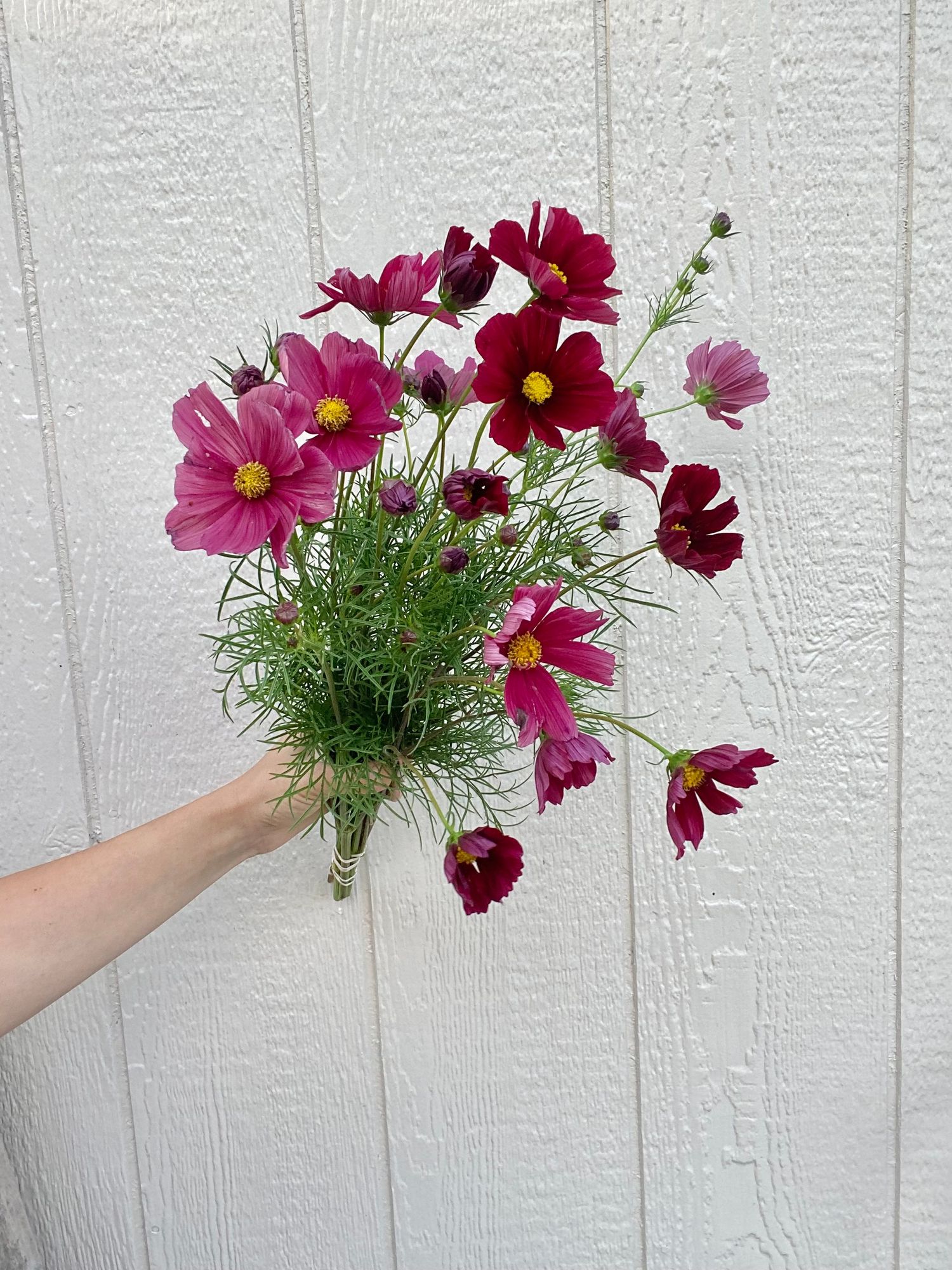 COSMOS bipinnatus Rubenza
