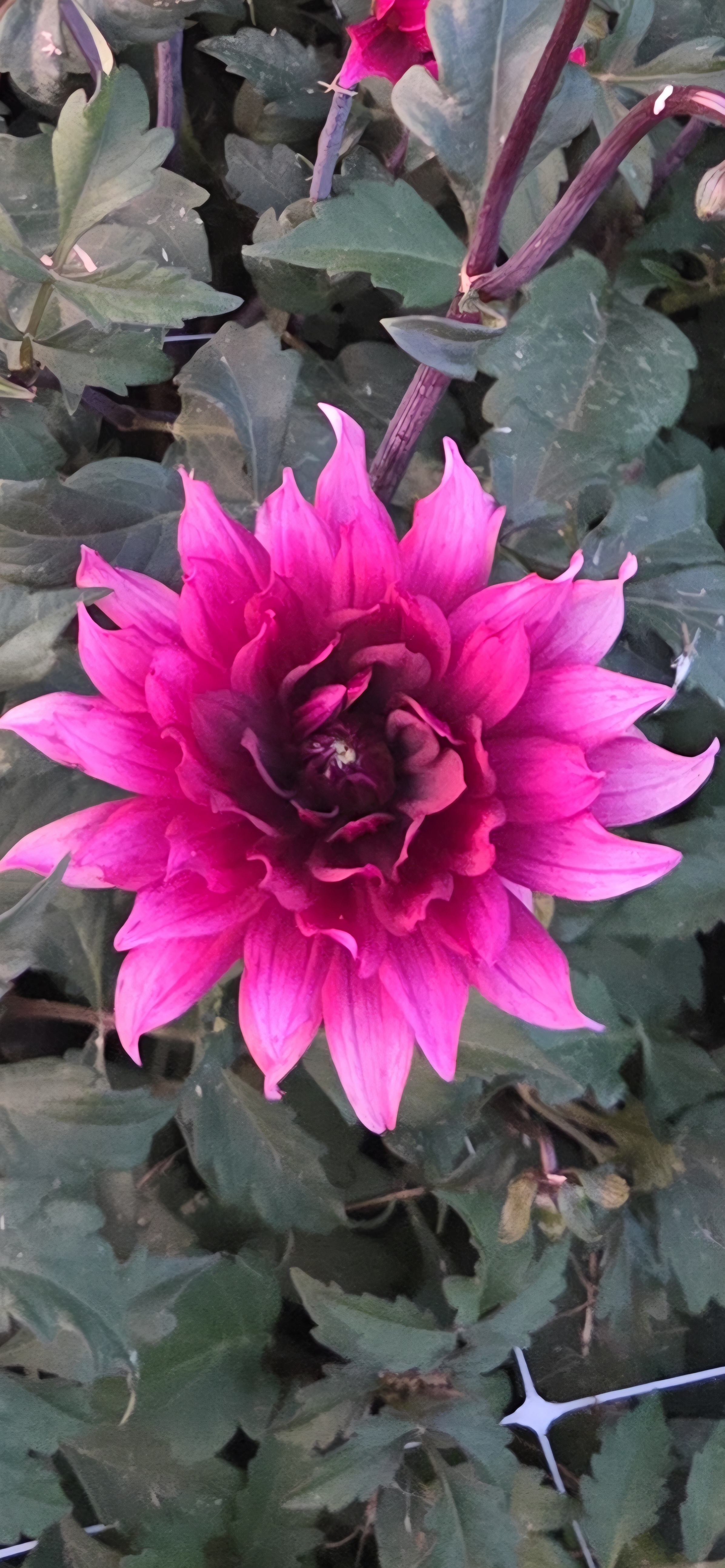 DAHLIA Karma Cabernet