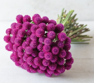 GOMPHRENA globosa QIS Purple